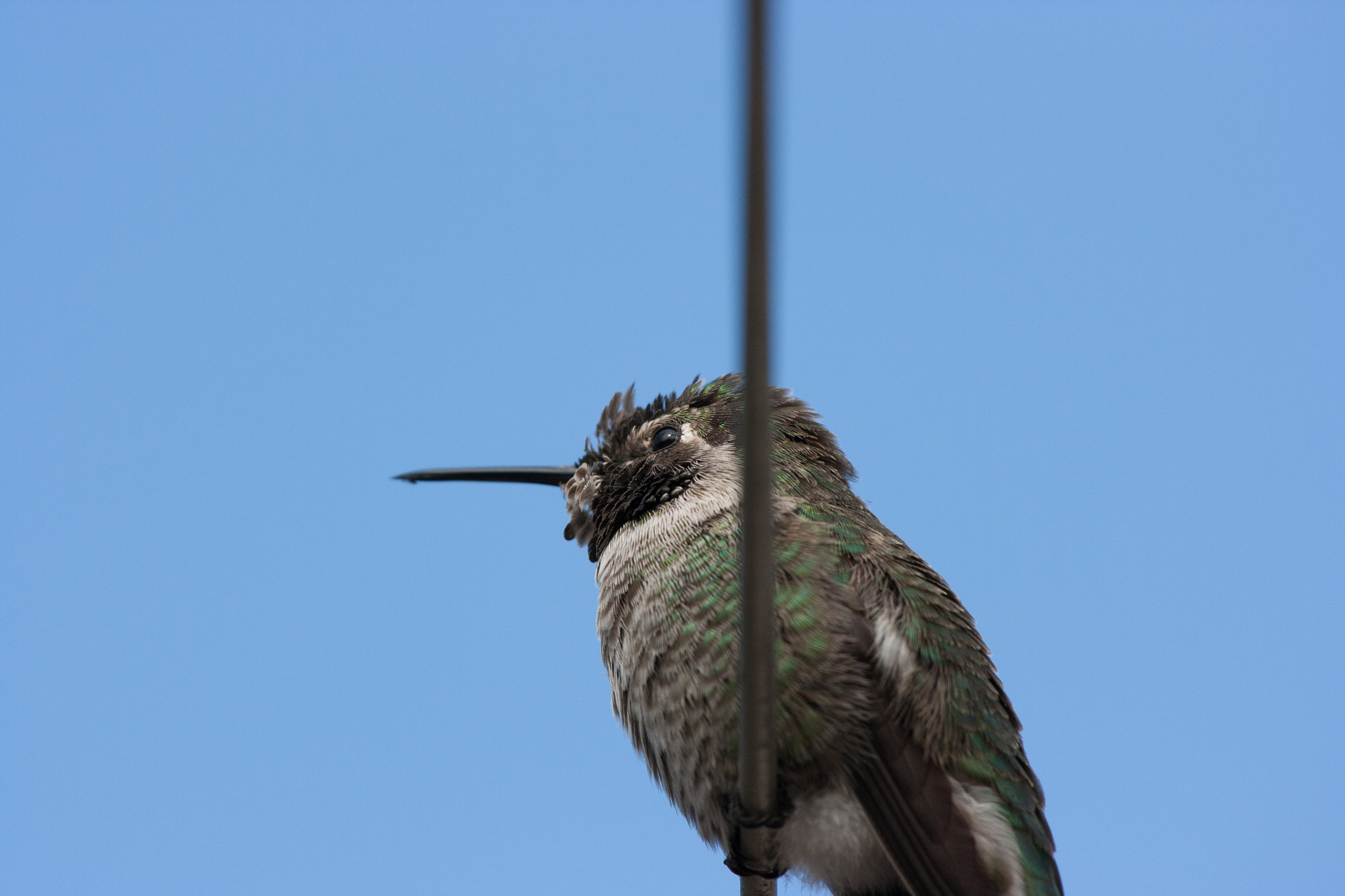 Canon EOS 400D (EOS Digital Rebel XTi / EOS Kiss Digital X) sample photo. Hummingbird photography