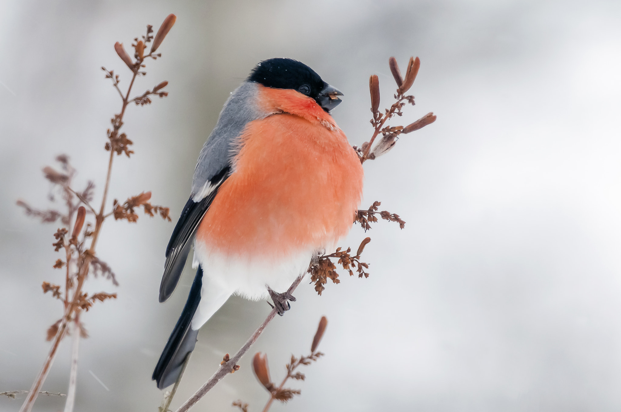 Sigma 50-500mm F4.5-6.3 DG OS HSM sample photo. Eurasian bullfinch (pyrrhula pyrrhula). photography