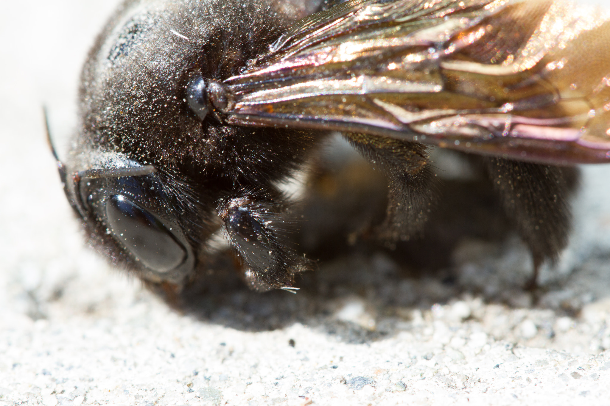 Canon EOS 7D + Canon EF 100mm F2.8 Macro USM sample photo. Some species of xylocopa photography
