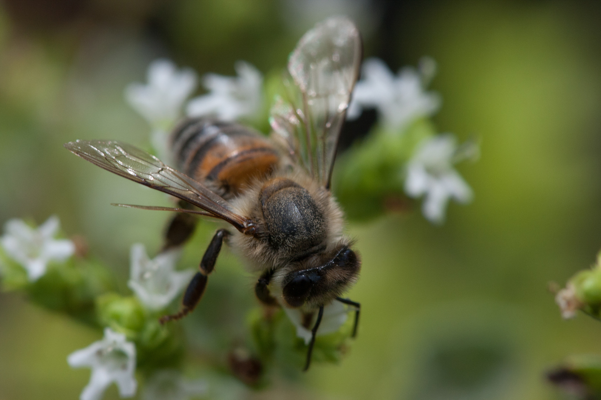 Canon EF 100mm F2.8 Macro USM sample photo. Bee on marjoram flowers photography