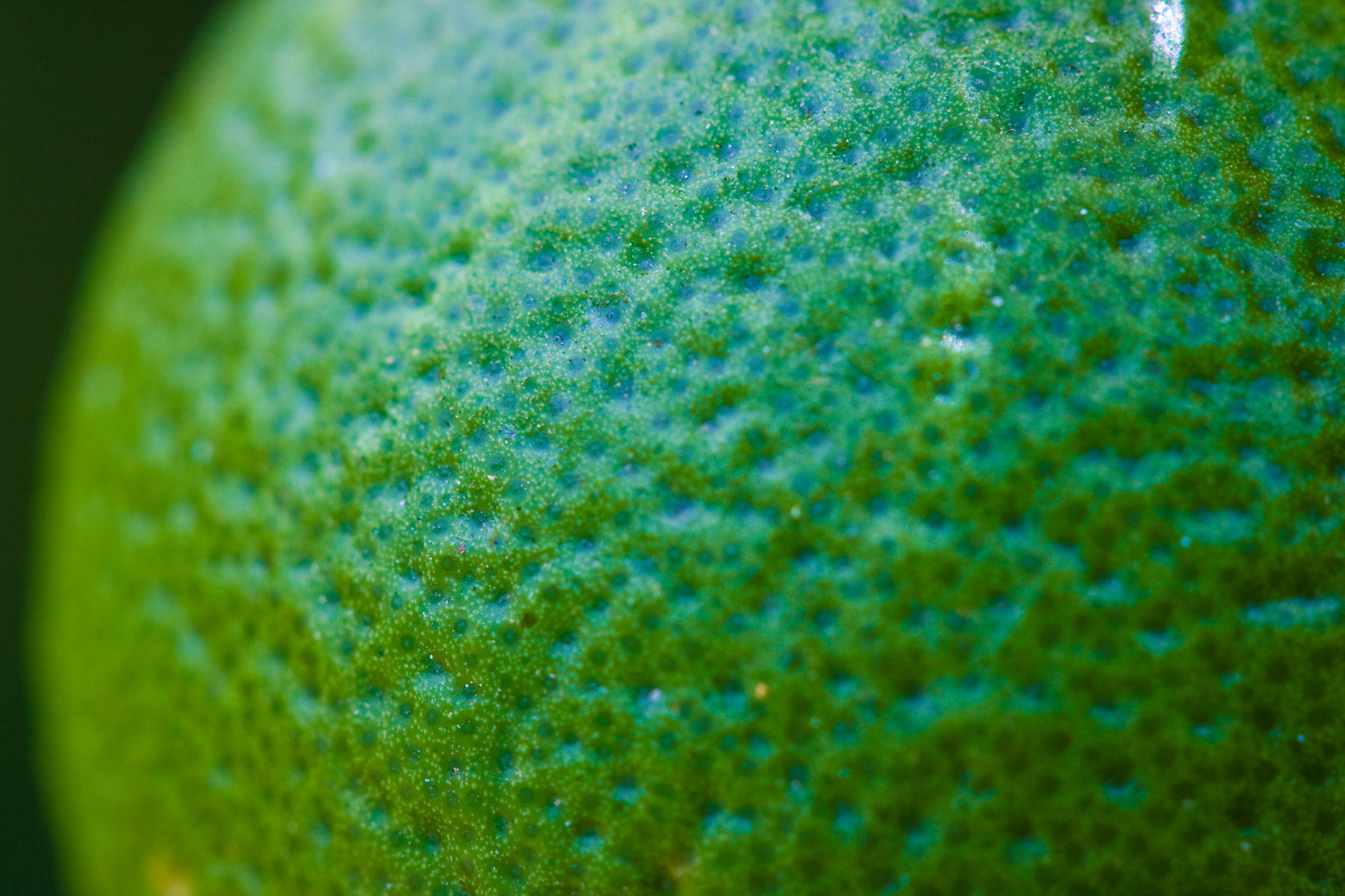 Canon EF 100mm F2.8 Macro USM sample photo. Orange (is it?) photography