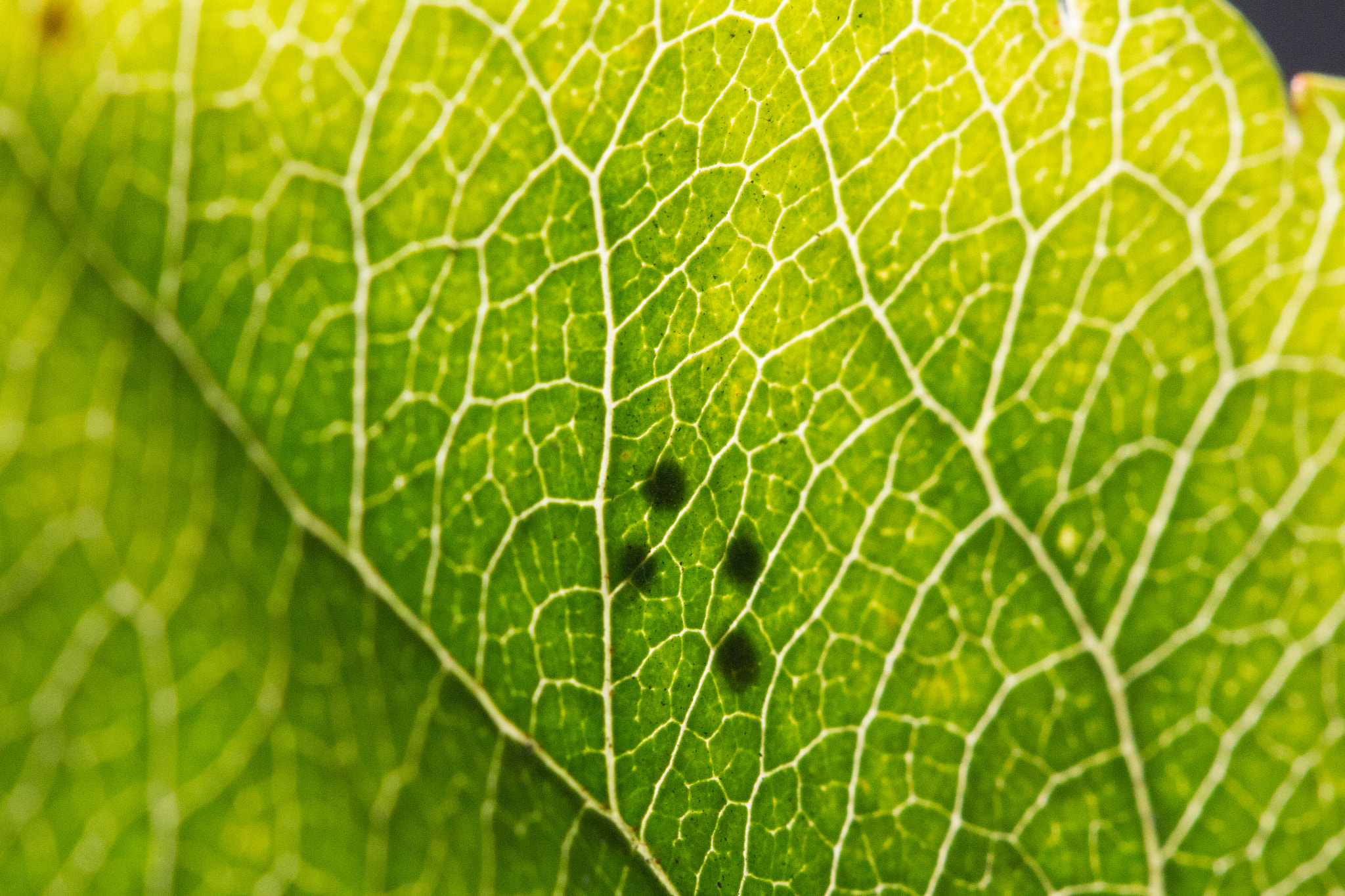 Canon EOS 7D + Canon EF 100mm F2.8 Macro USM sample photo. Leaflight photography