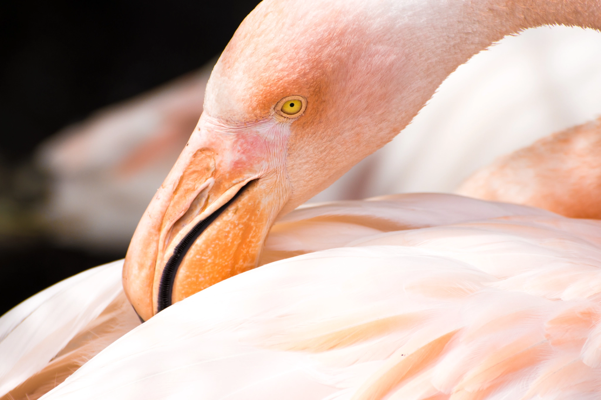 Tamron SP 70-300mm F4-5.6 Di USD sample photo. Flamingo grooming its self photography
