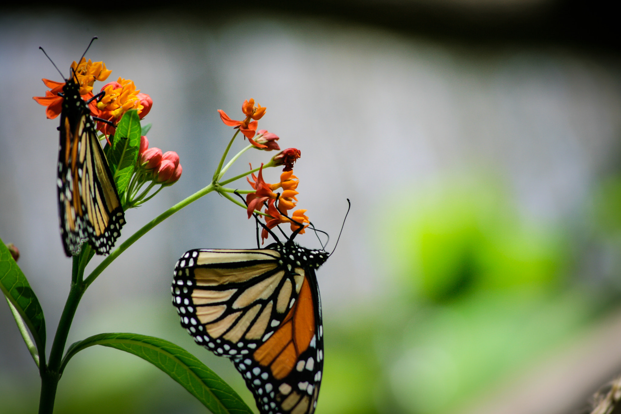 Canon EF 55-200mm F4.5-5.6 II USM sample photo. 1.jpg photography