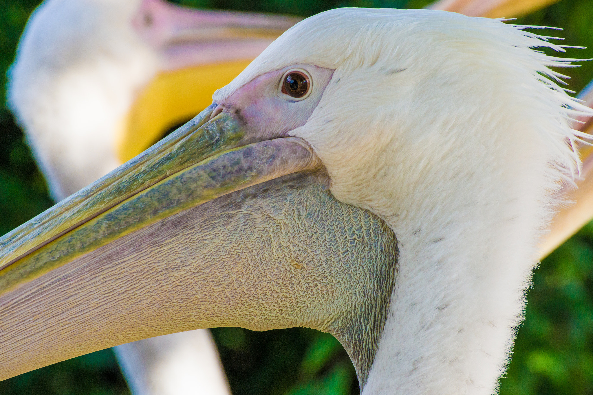 Tamron SP 70-300mm F4-5.6 Di USD sample photo. Pelican (close-up) photography