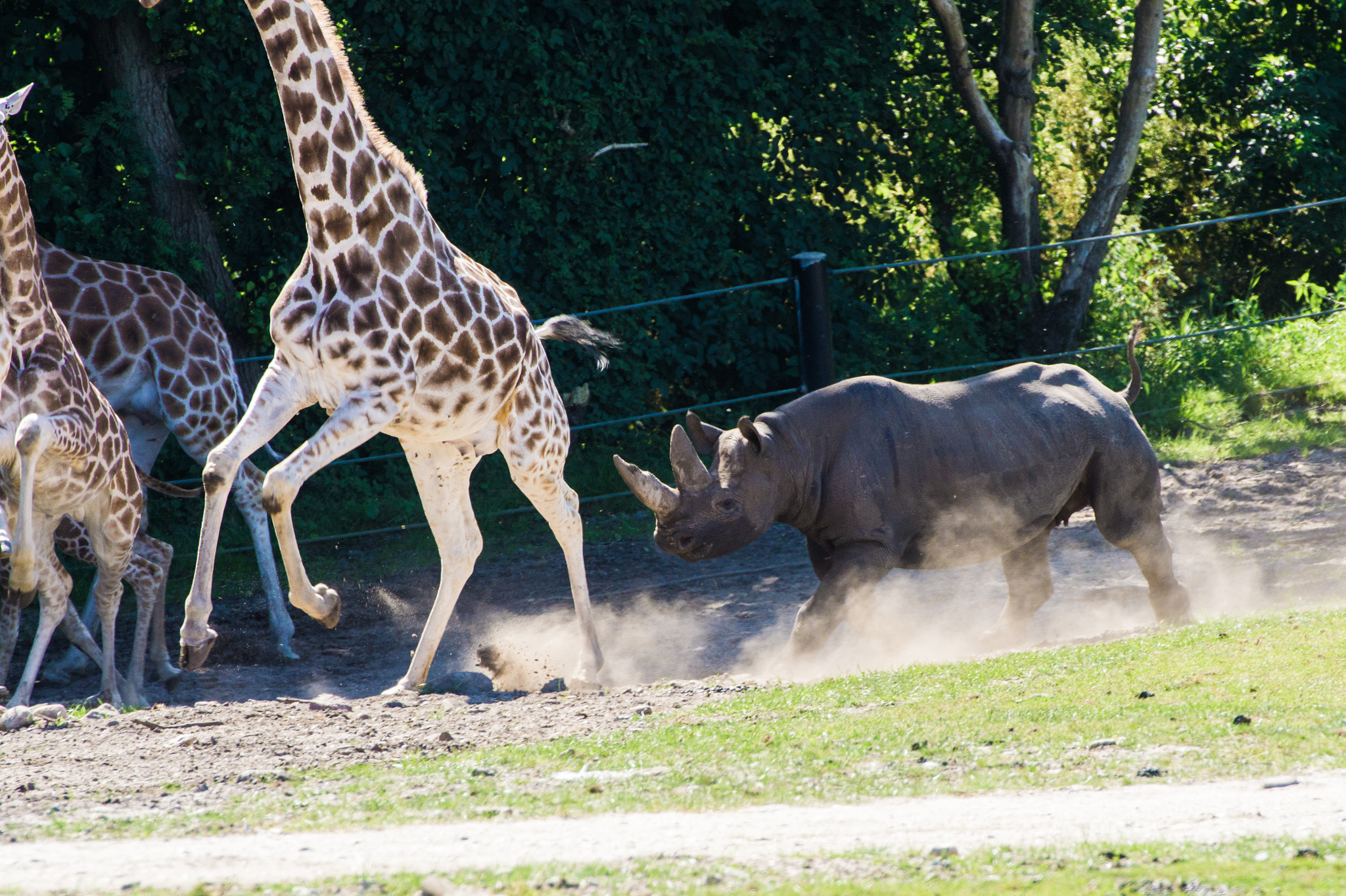 Tamron SP 70-300mm F4-5.6 Di USD sample photo. Angry rhino photography