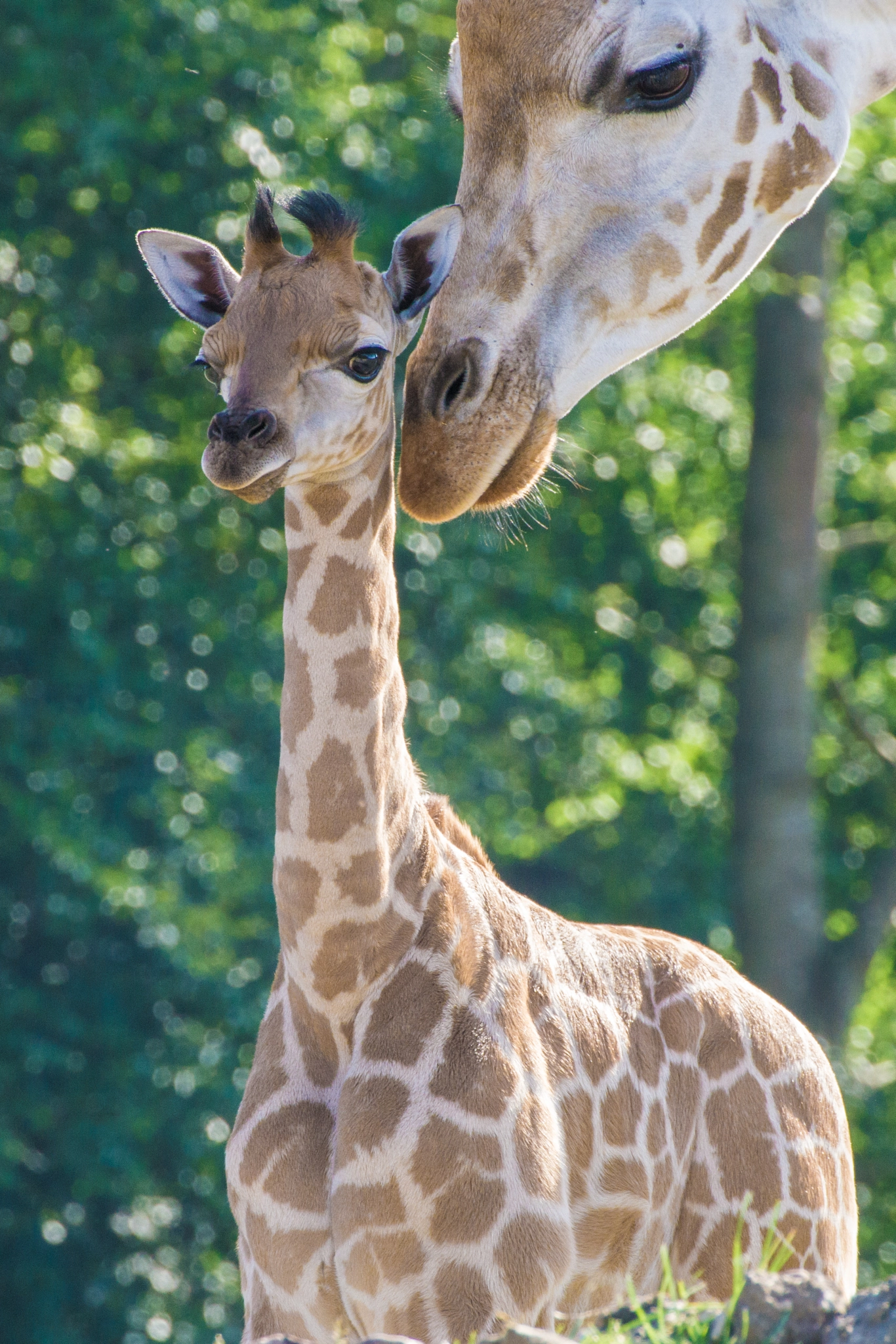 Tamron SP 70-300mm F4-5.6 Di USD sample photo. Giraffe calf and mother photography