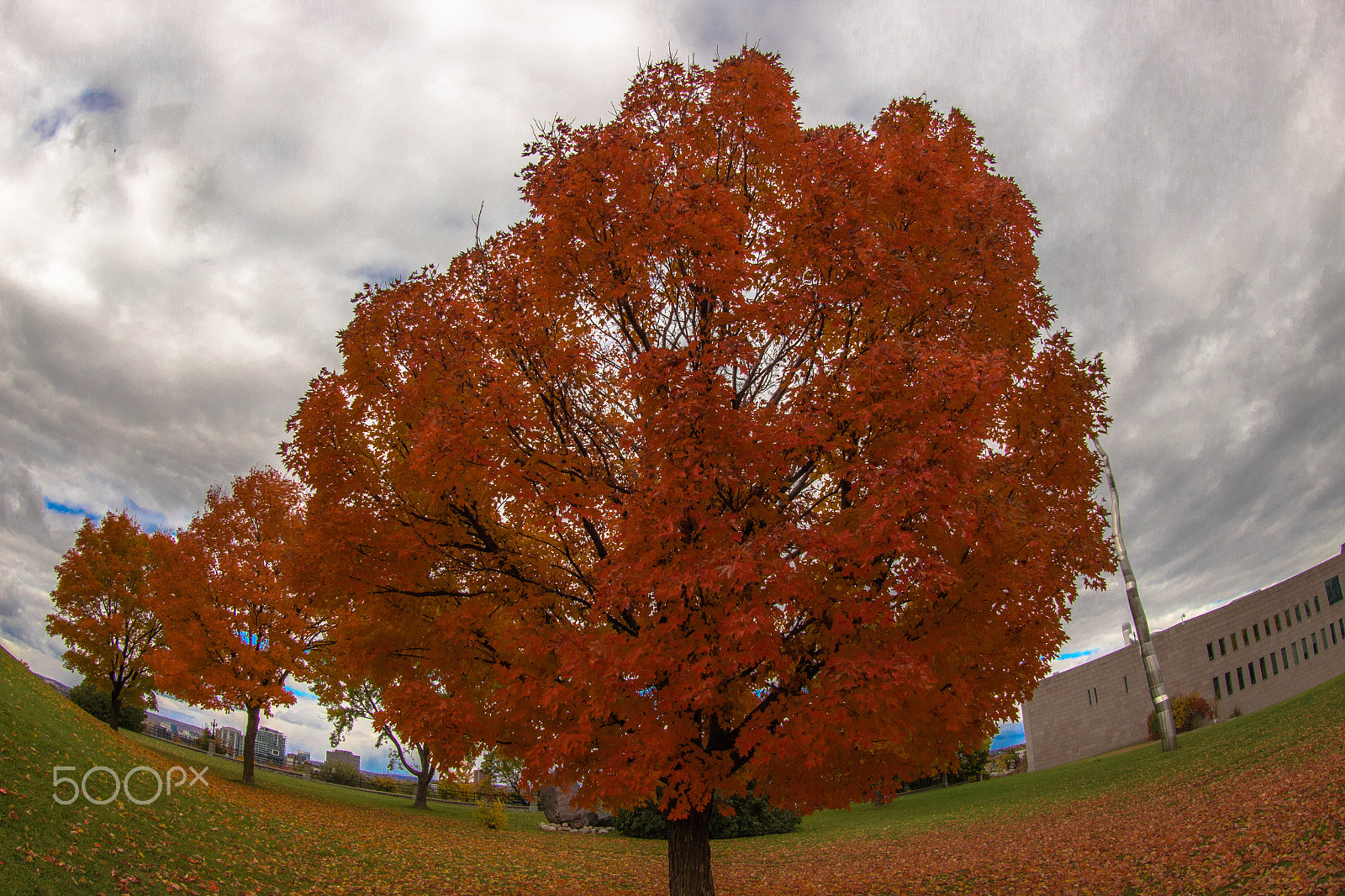 Canon EF 8-15mm F4L Fisheye USM sample photo. Wide angle tree photography