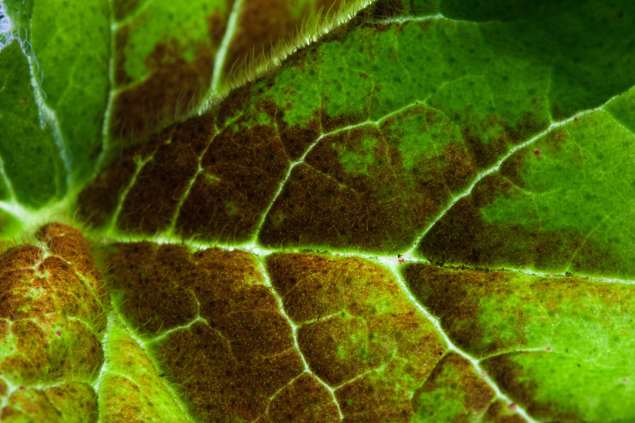 Canon EF 100mm F2.8 Macro USM sample photo. Geranium leaf photography