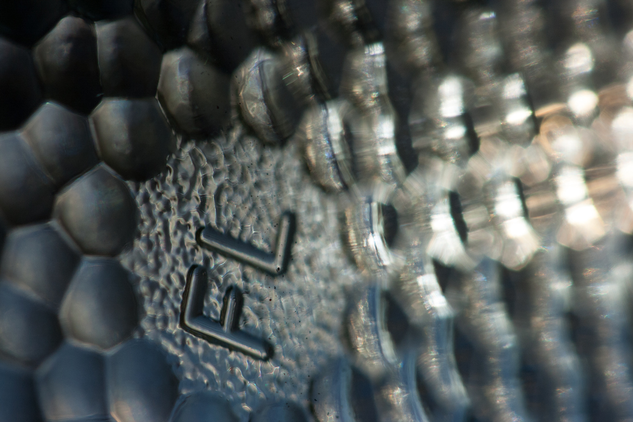 Canon EF 100mm F2.8 Macro USM sample photo. See the light photography