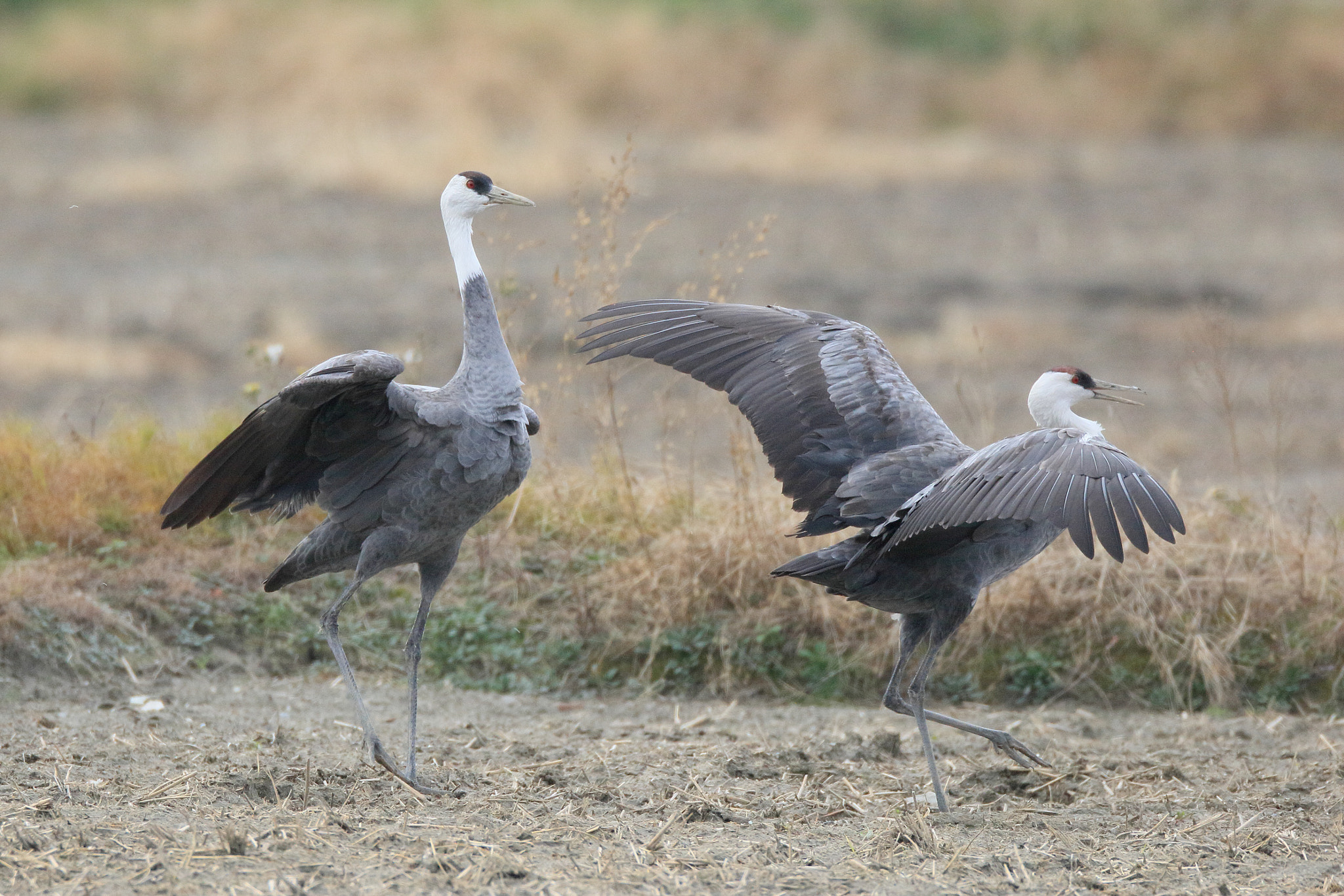Canon EF 800mm F5.6L IS USM sample photo. ナベヅル   ２羽で− photography