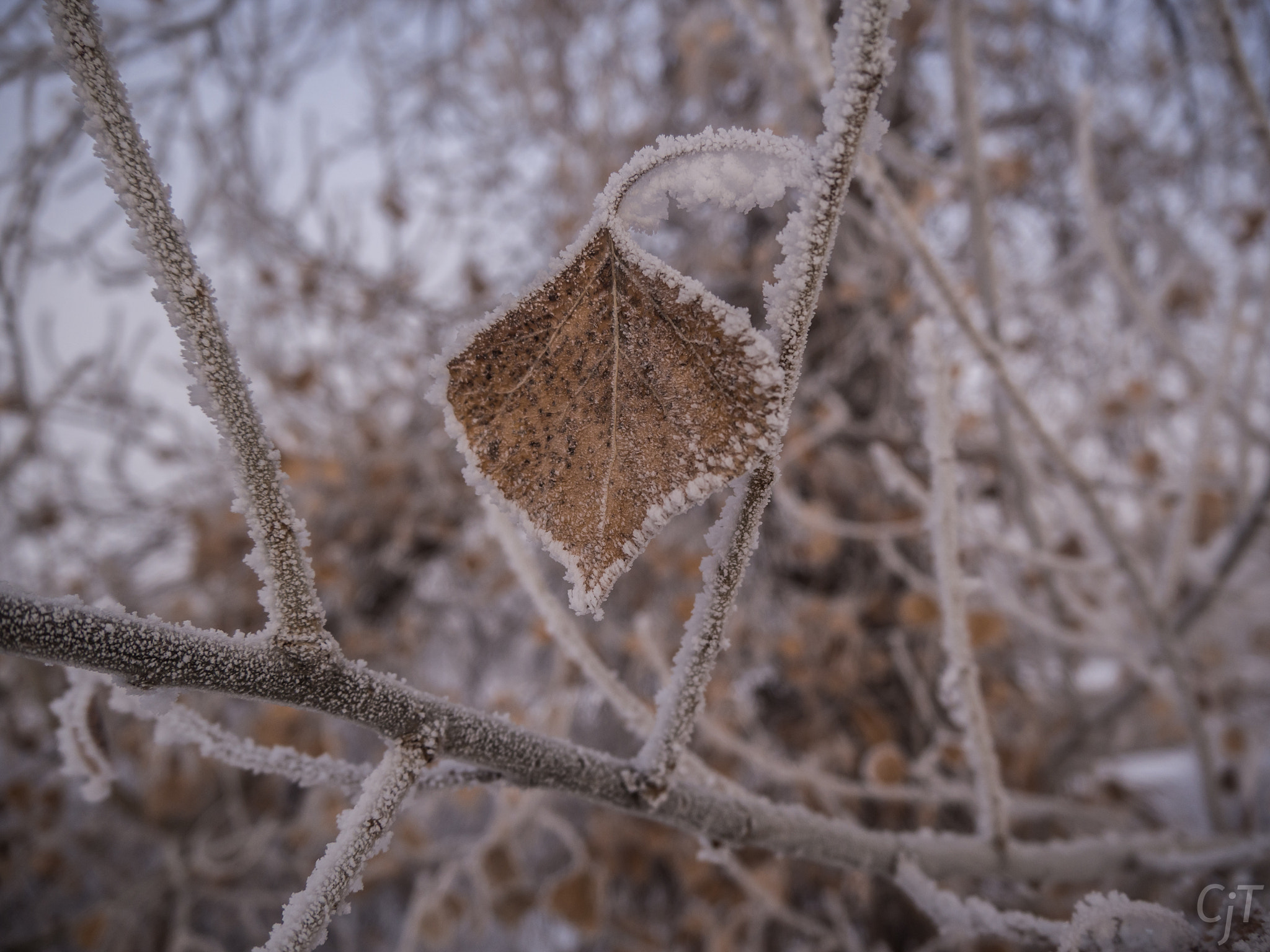 Olympus OM-D E-M10 + LUMIX G VARIO PZ 14-42/F3.5-5.6 sample photo. Frozen cottonwood leaf photography