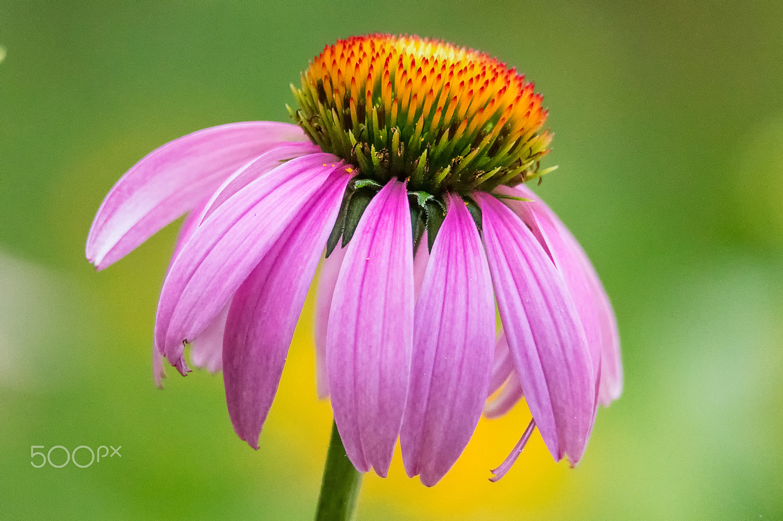 Sigma 150-600mm F5-6.3 DG OS HSM | C sample photo. Eastern purple corn flower photography
