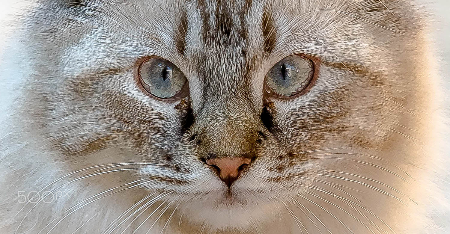 Sigma 70-200mm F2.8 EX DG OS HSM sample photo. Cat eyes photography