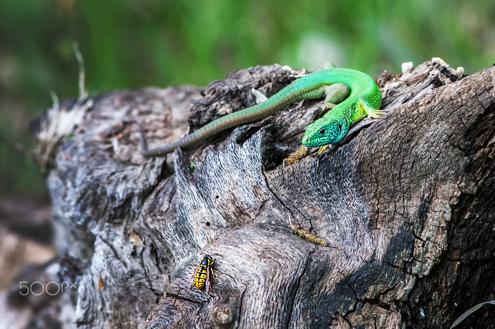 Canon EOS 5D + Canon EF 300mm F4L IS USM sample photo. Lizard hunts insect photography