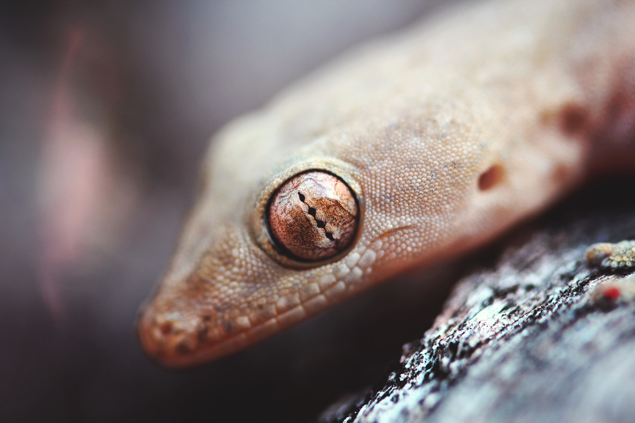 Canon EOS 600D (Rebel EOS T3i / EOS Kiss X5) + Canon EF 100mm F2.8L Macro IS USM sample photo. Gecko photography