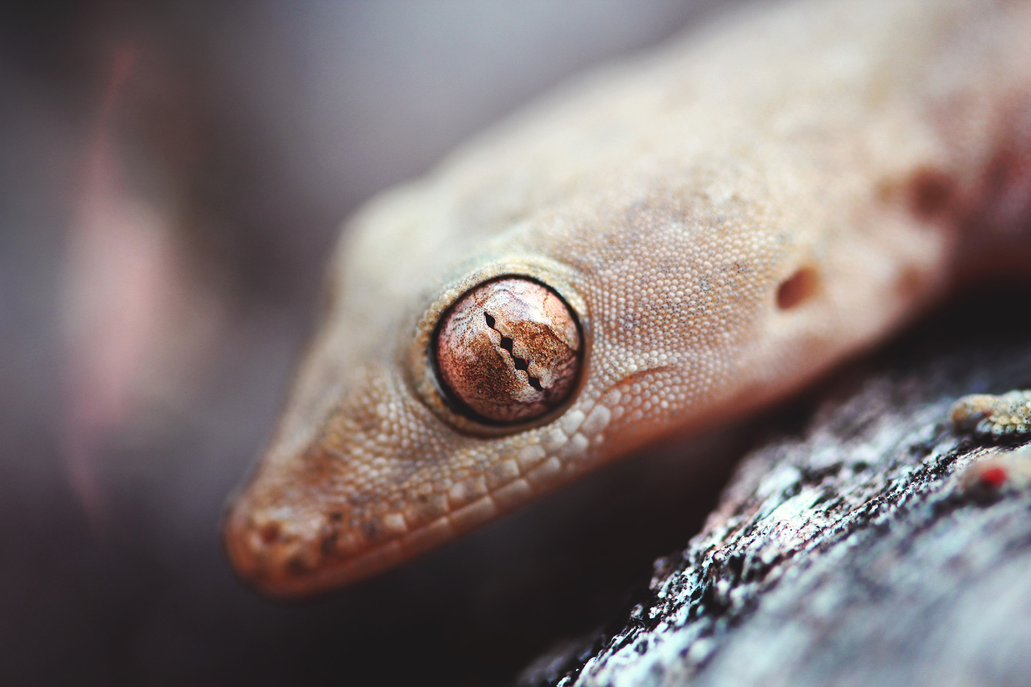 Canon EOS 600D (Rebel EOS T3i / EOS Kiss X5) sample photo. Gecko photography