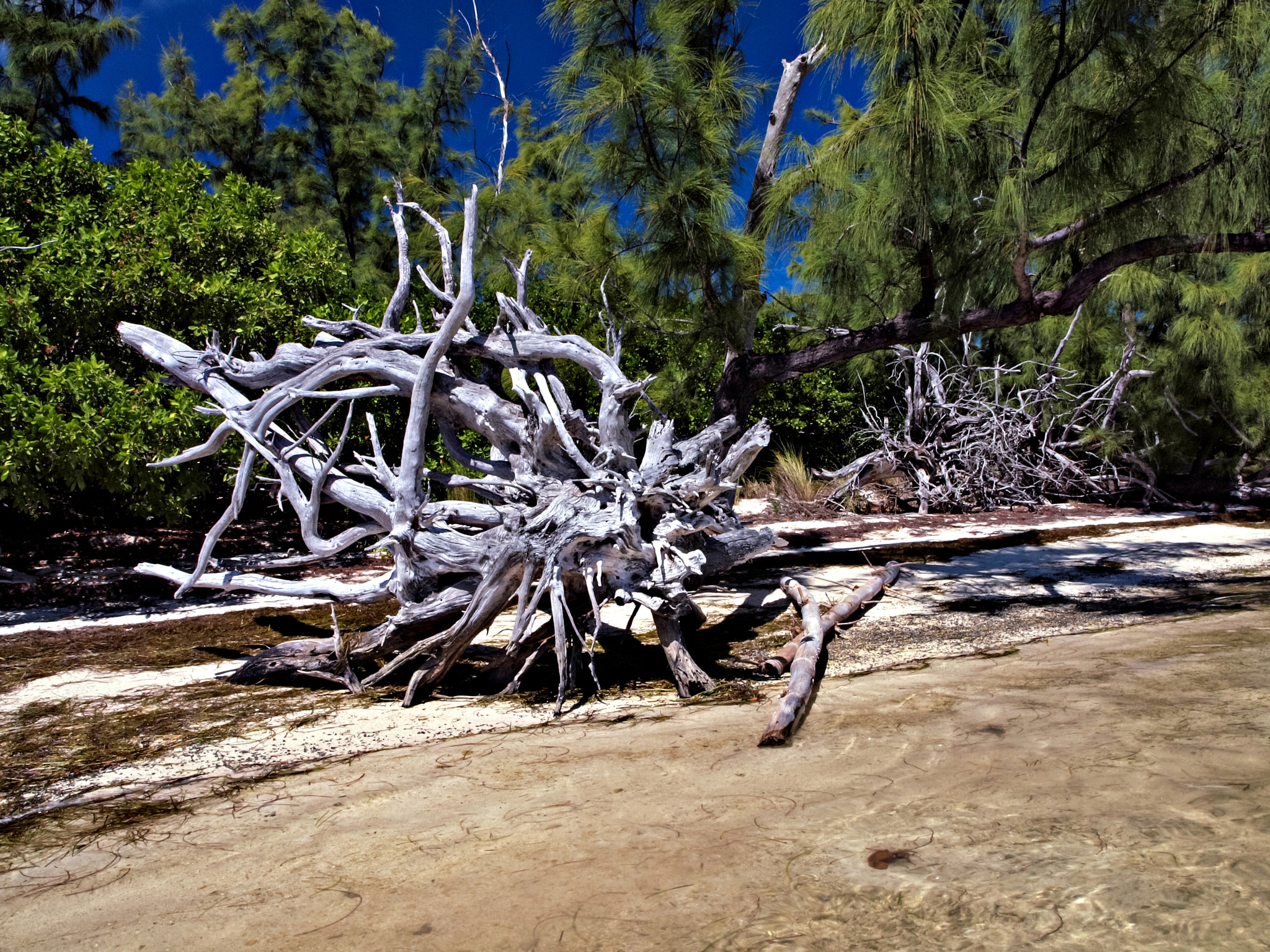 Olympus E-600 (EVOLT E-600) + OLYMPUS 14-42mm Lens sample photo. Tangled trunk on tom's harbor key photography