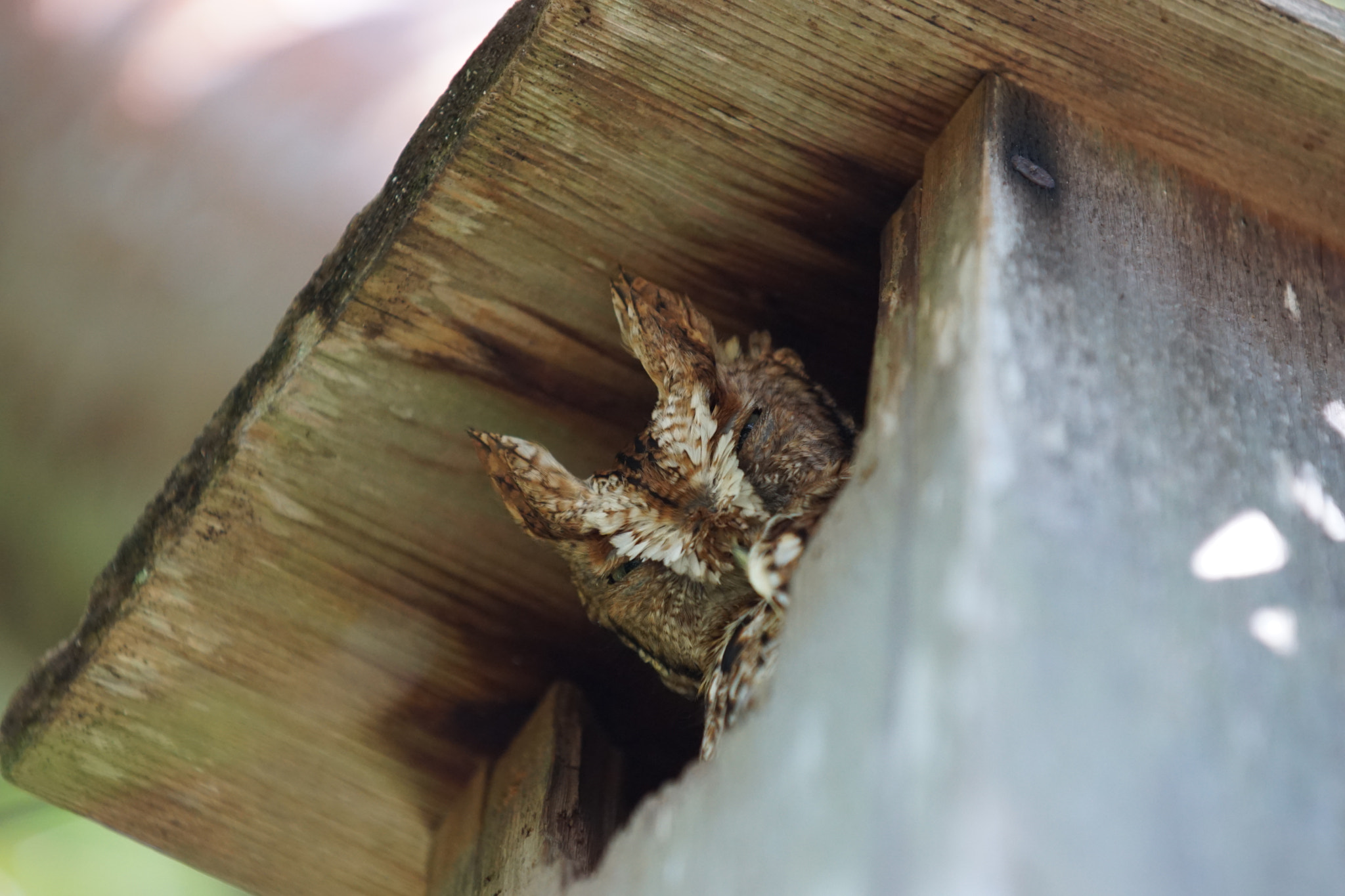 Sony ILCA-77M2 + Sony 70-200mm F2.8 G SSM II sample photo. Screech owl sanibel island fl photography