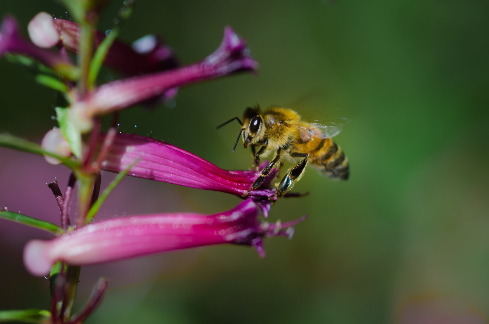 Nikon D7000 + AF Micro-Nikkor 105mm f/2.8 sample photo. Hawaiian honey bee photography