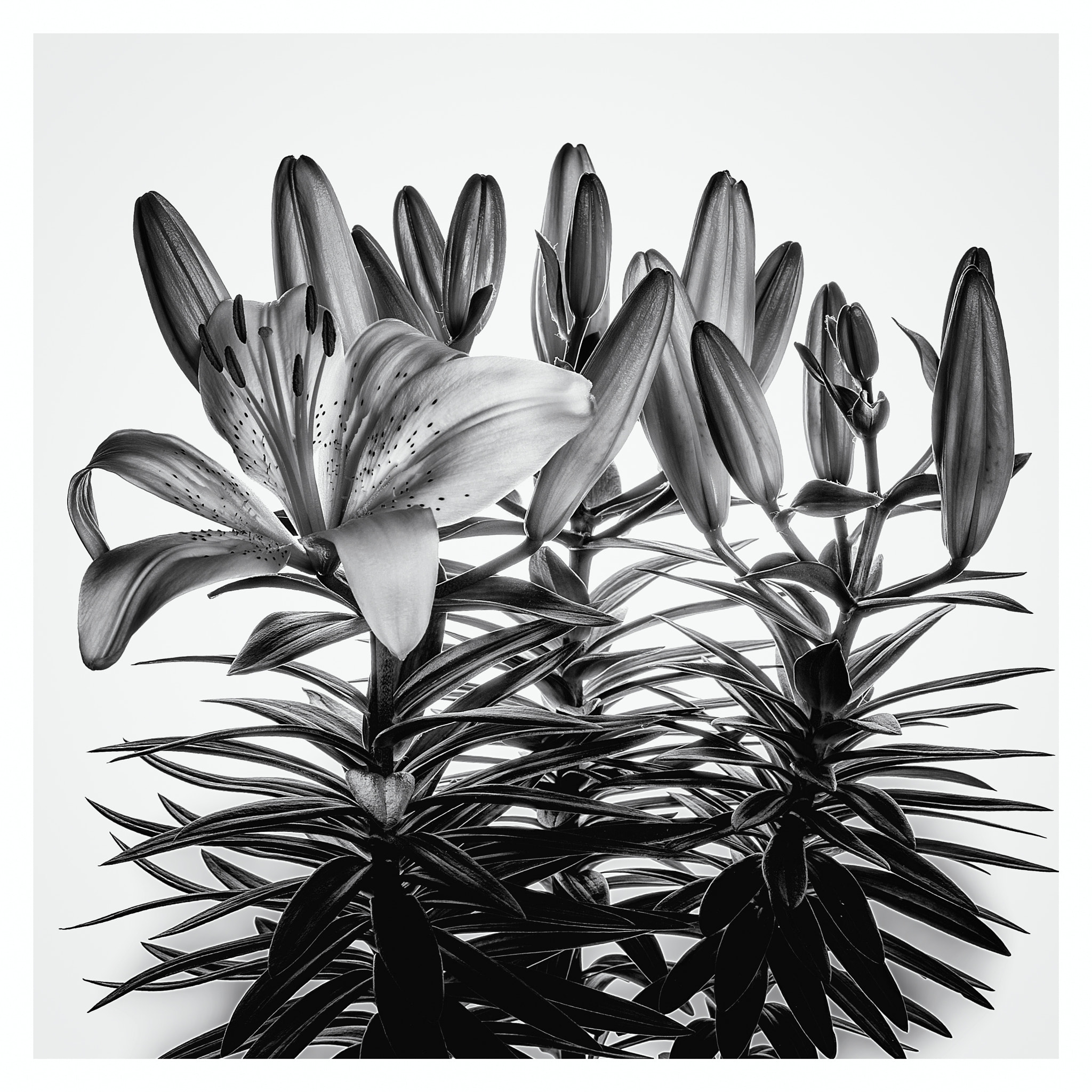 ZEISS Milvus 50mm F2 Macro sample photo. Black flowers ii. photography
