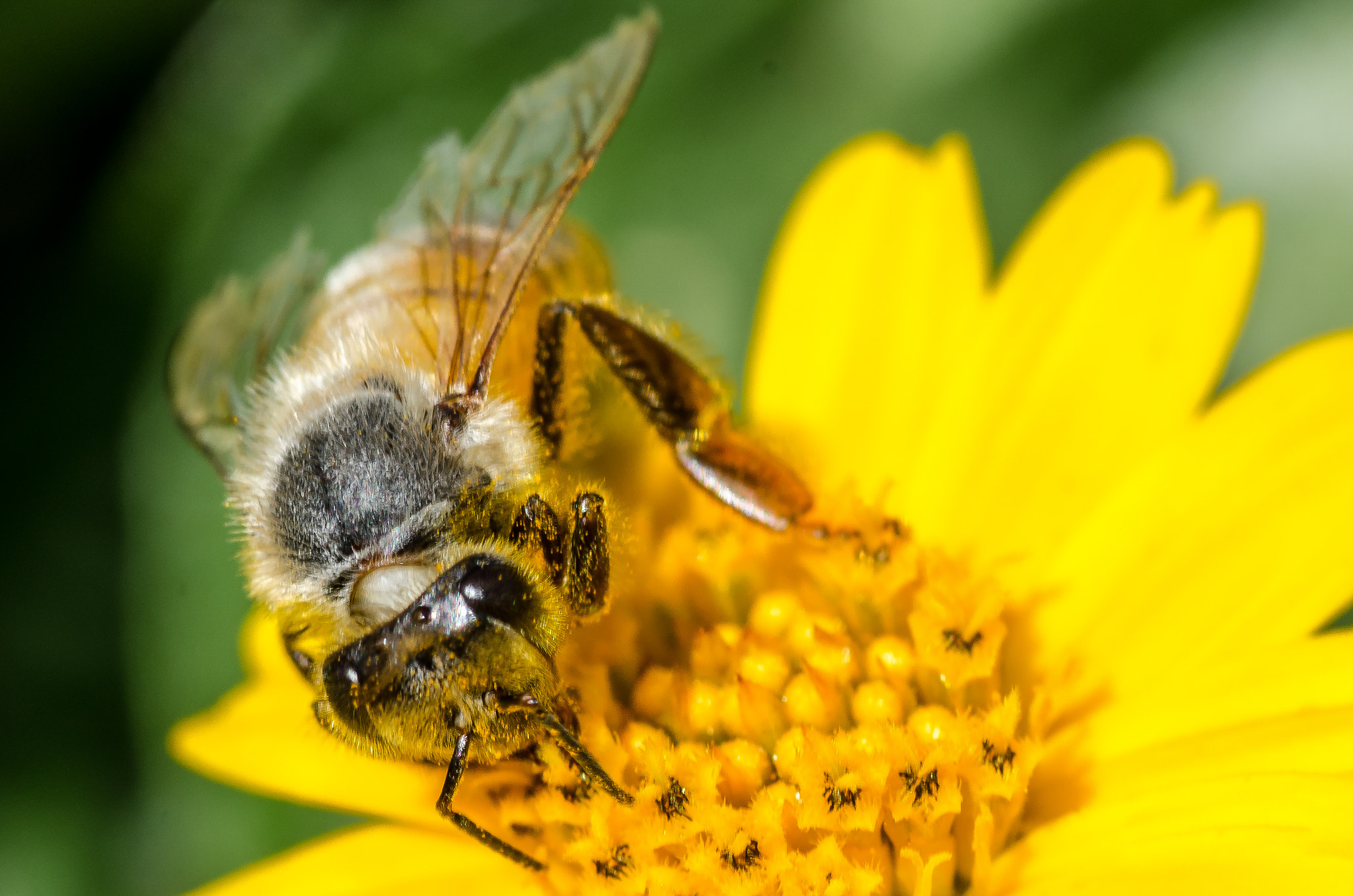 Nikon D7000 + AF Micro-Nikkor 105mm f/2.8 sample photo. Hawaiian honey bee photography