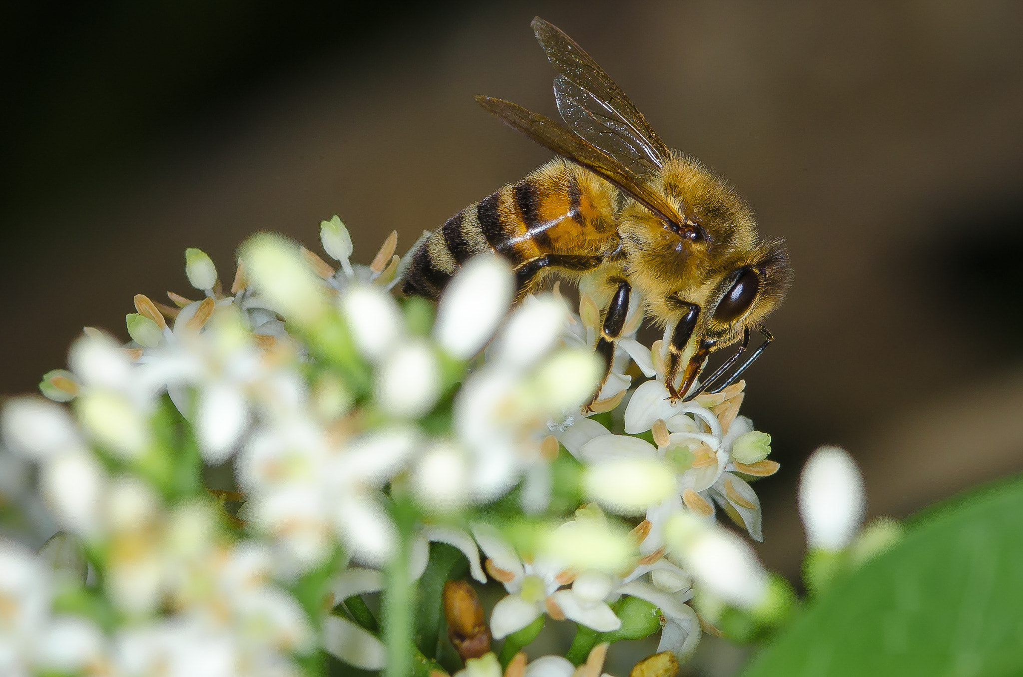 Nikon D7000 + AF Micro-Nikkor 105mm f/2.8 sample photo. Bee maui photography