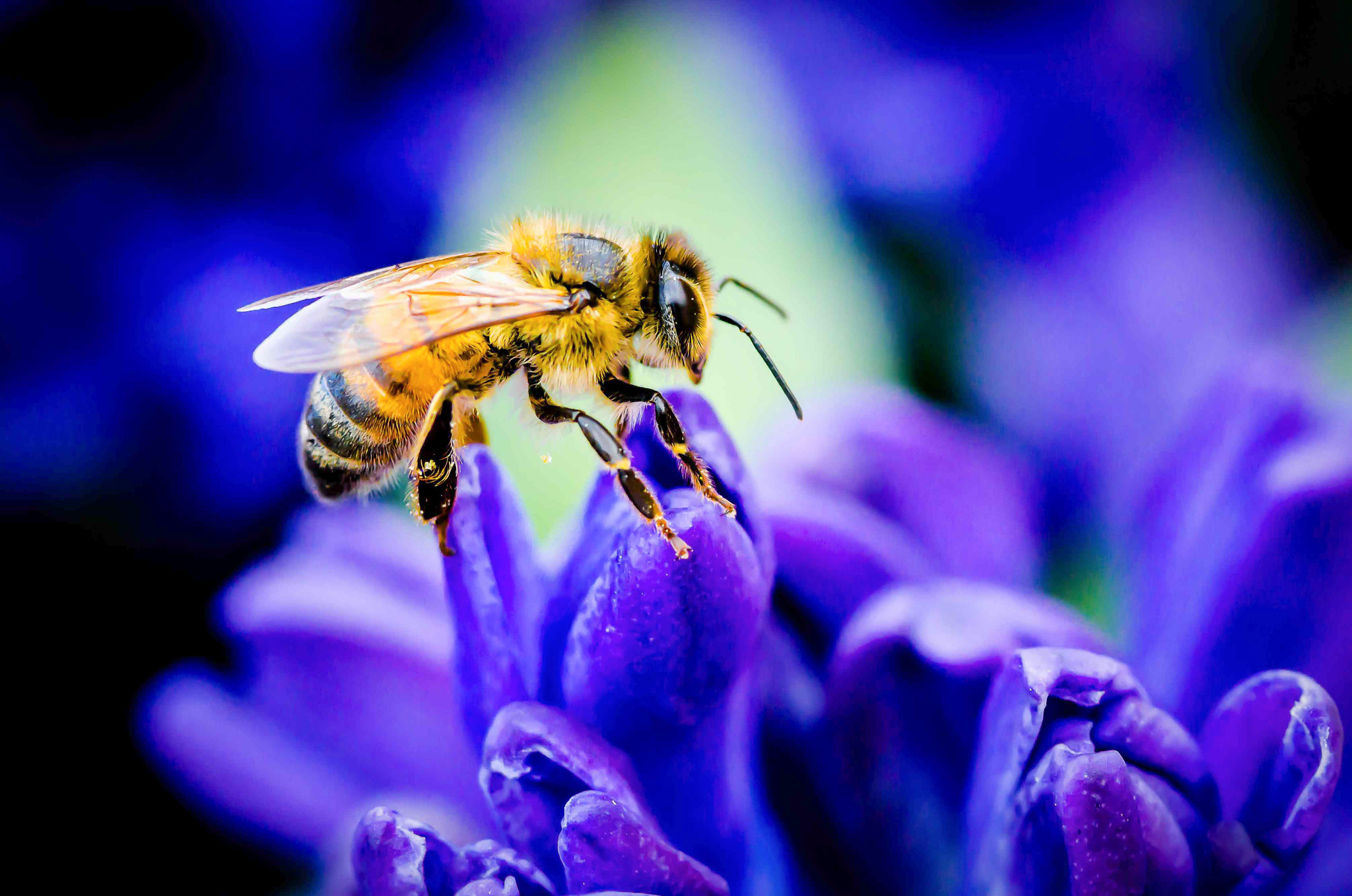 Nikon D7000 + AF Micro-Nikkor 105mm f/2.8 sample photo. Honey bee photography