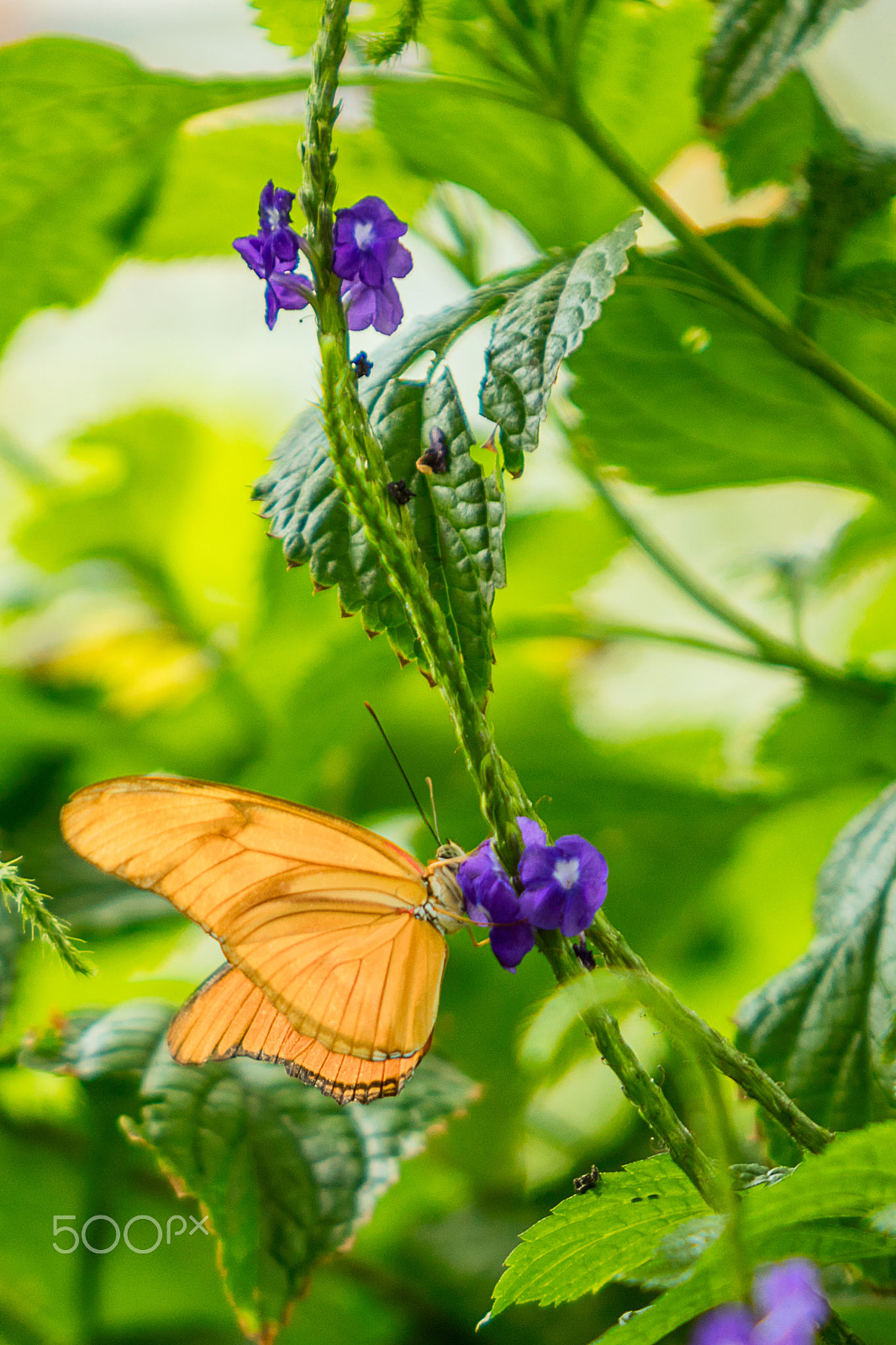 Canon EOS 5DS sample photo. Julia heliconian photography