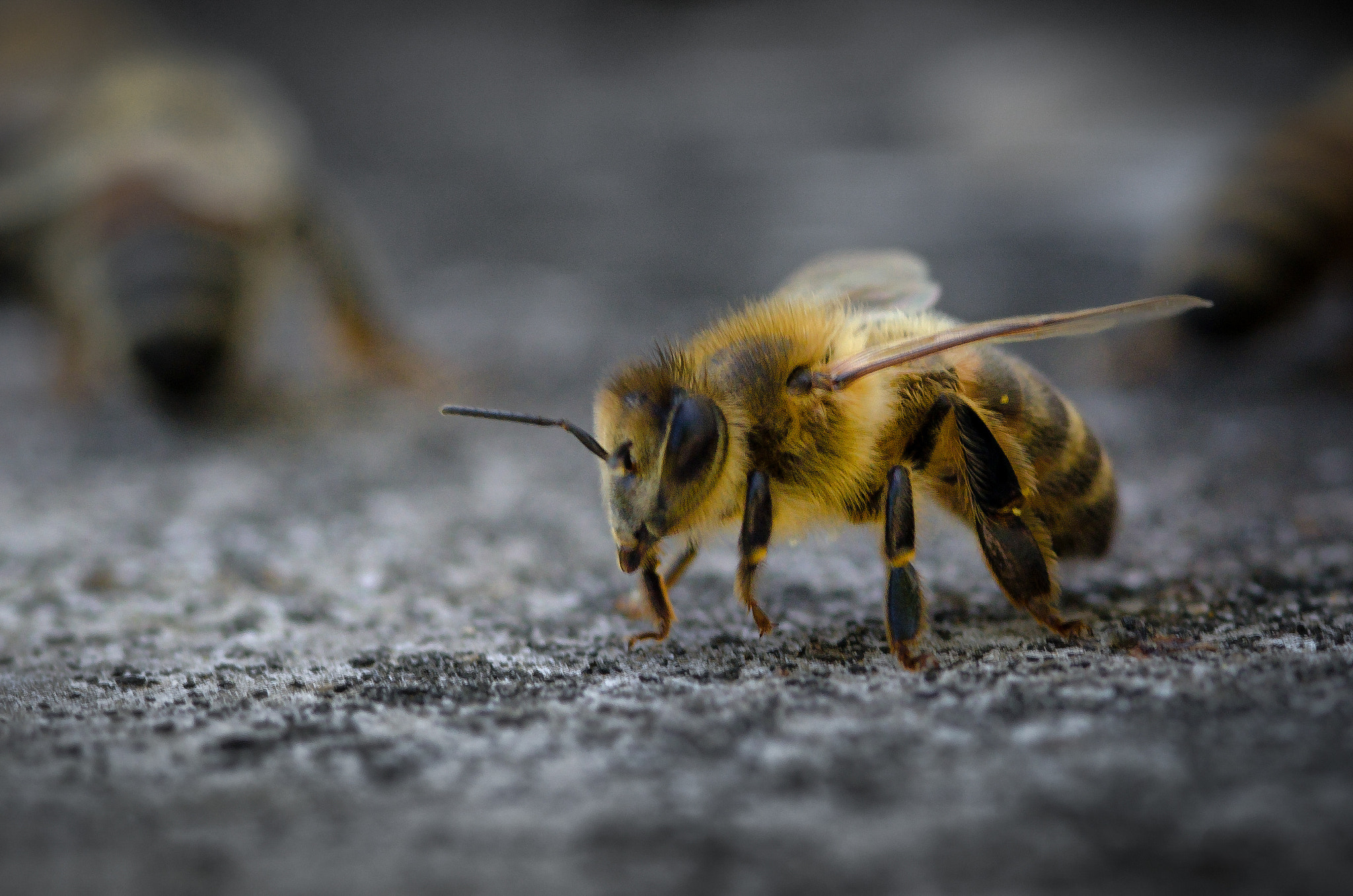 Nikon D7000 + AF Micro-Nikkor 105mm f/2.8 sample photo. Maui honey bee photography