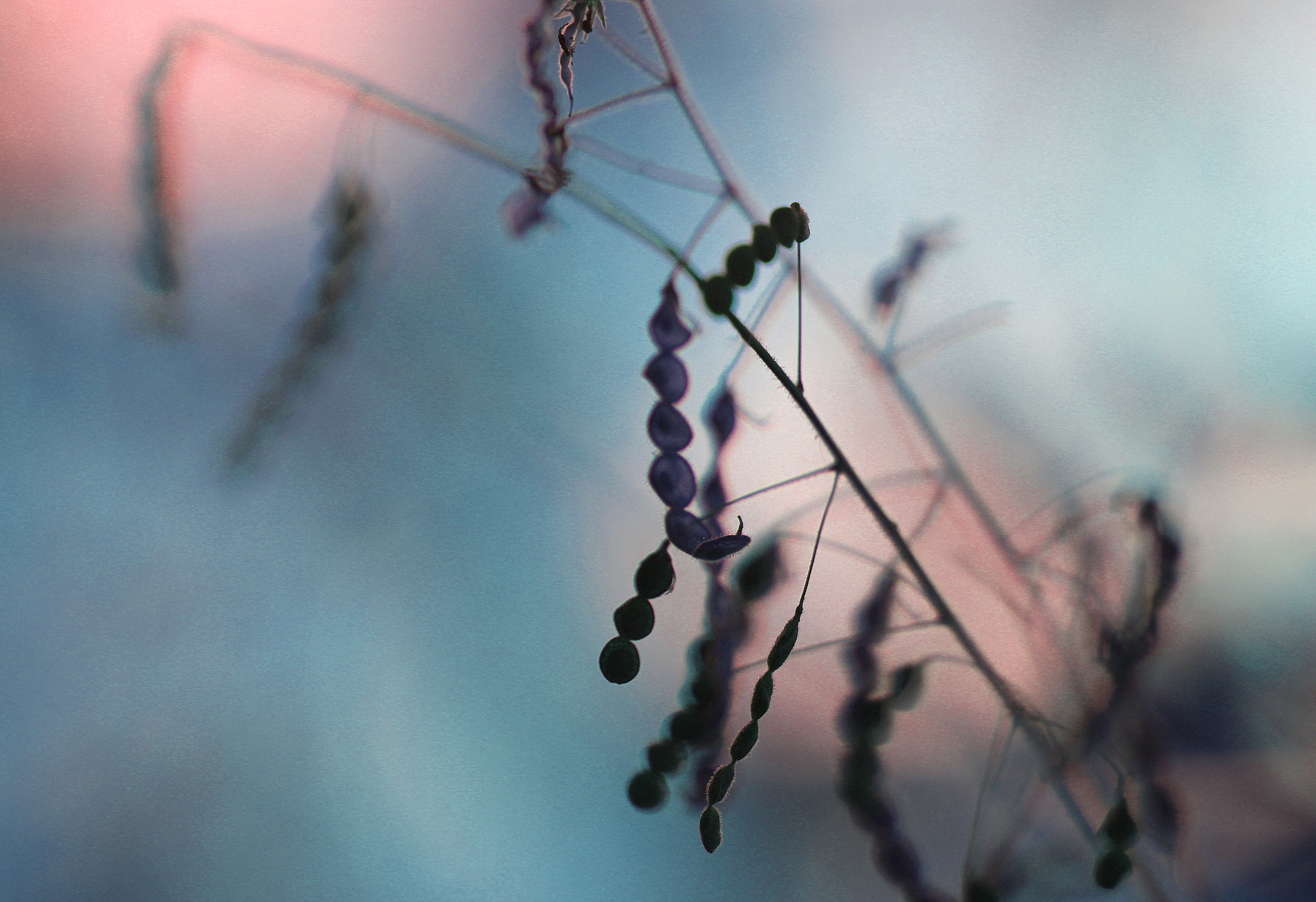 Canon EOS 600D (Rebel EOS T3i / EOS Kiss X5) sample photo. Hanging beans photography