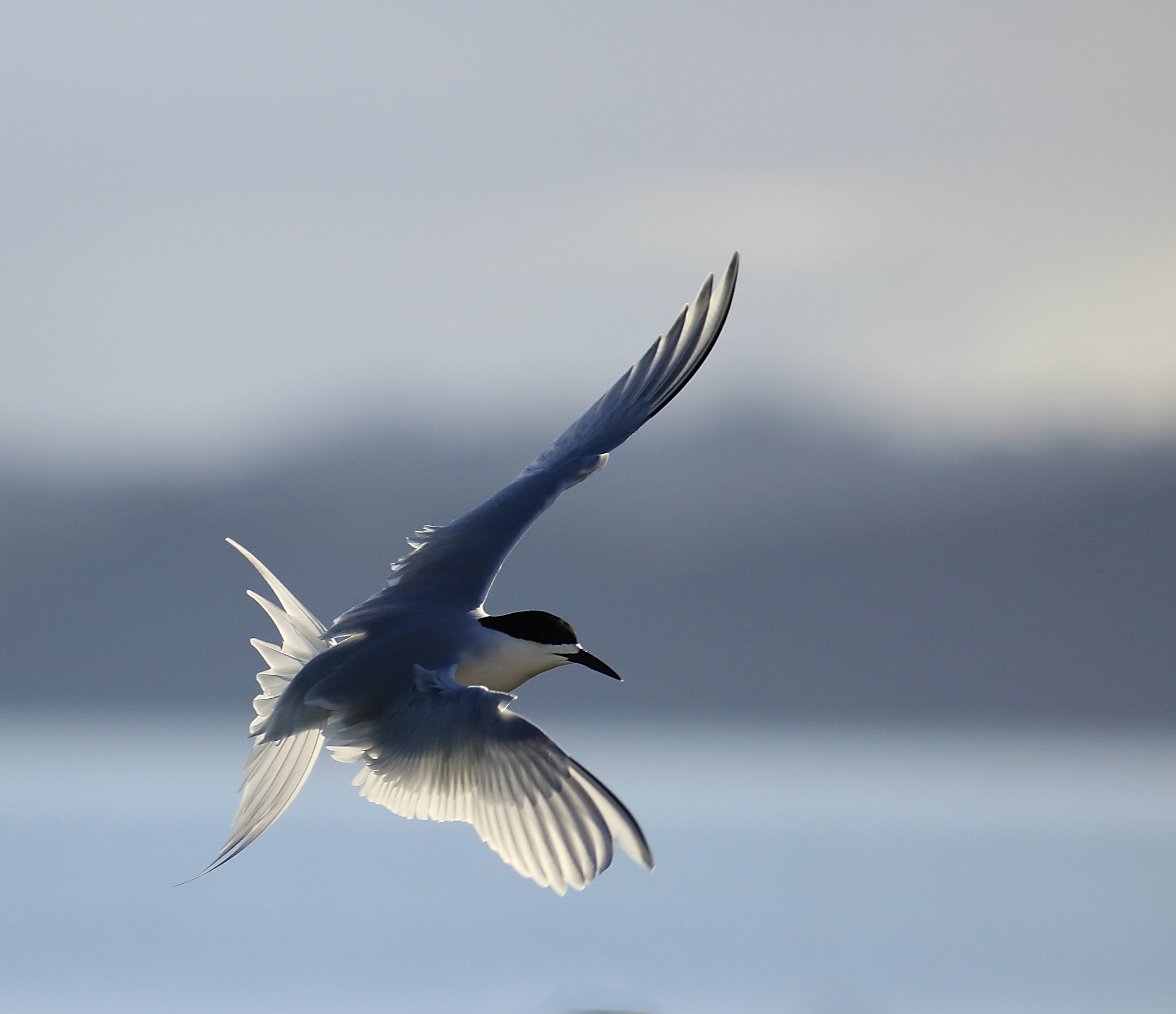 Canon EOS 760D (EOS Rebel T6s / EOS 8000D) + Canon EF 400mm F5.6L USM sample photo. Tern photography