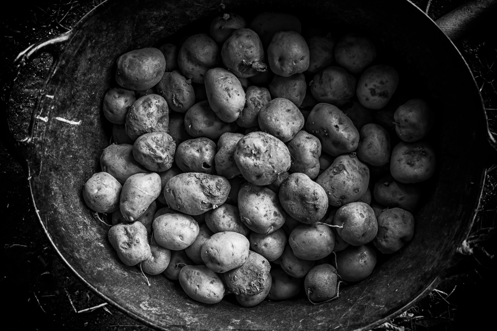 Canon EF-S 24mm F2.8 STM sample photo. Potato photography