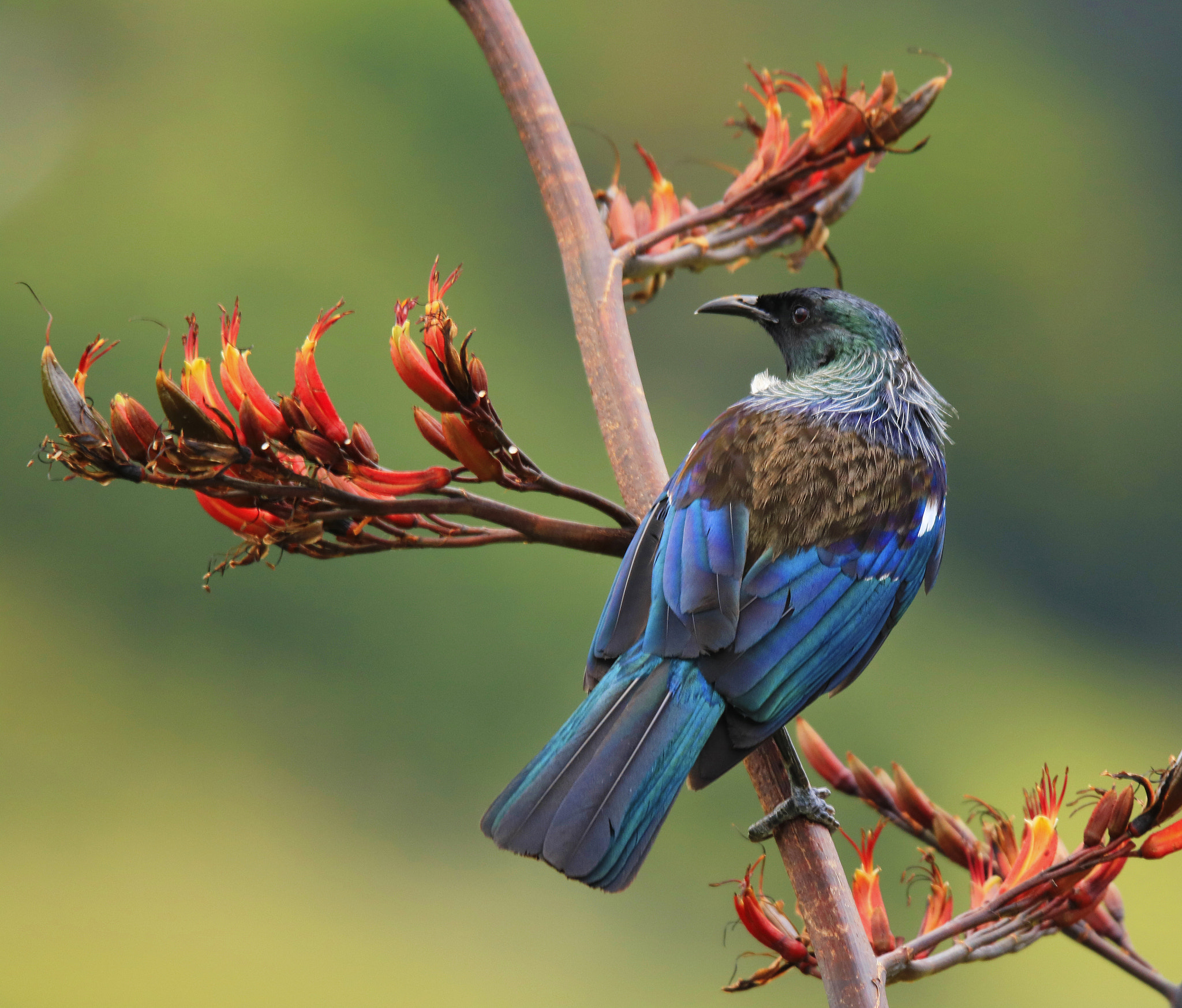 Tamron SP 150-600mm F5-6.3 Di VC USD sample photo. Tui photography