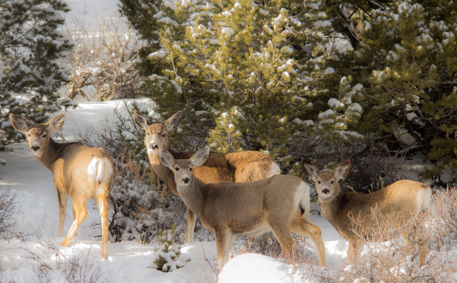 Sigma 150-500mm F5-6.3 DG OS HSM sample photo. Deer family photography