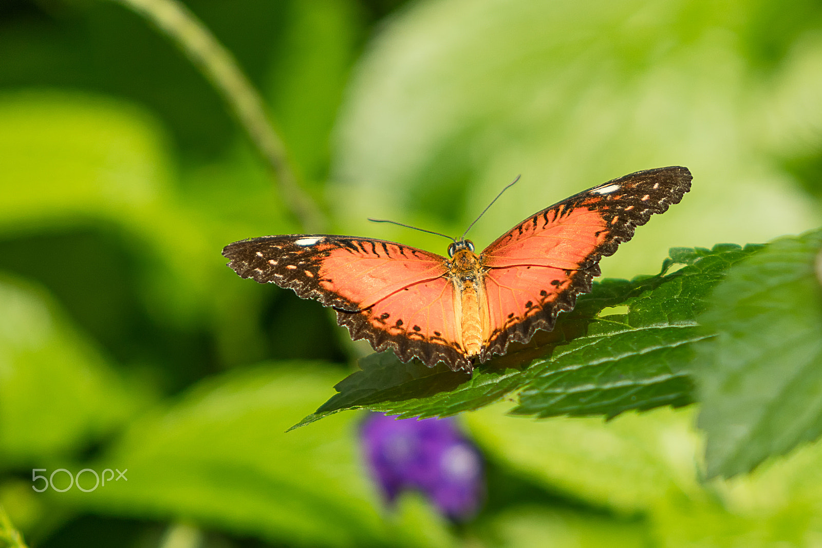 Canon EOS 5DS sample photo. Butterfly photography