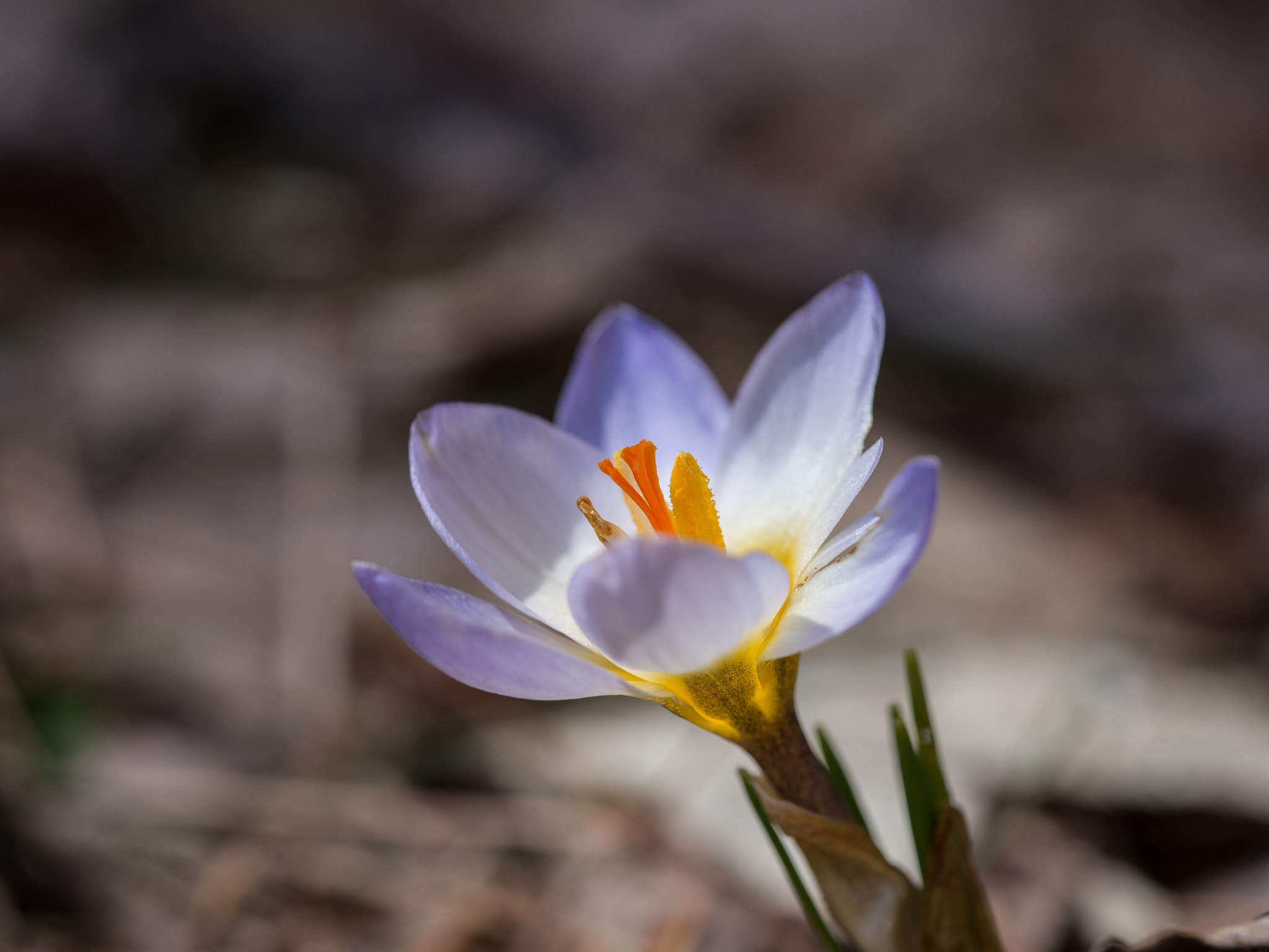 Olympus PEN E-P5 sample photo. Crocus photography