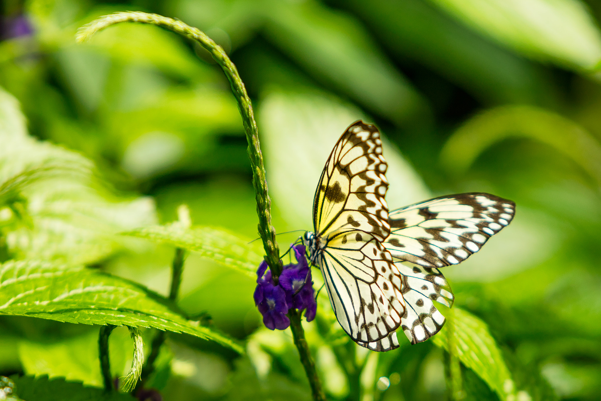 Canon EOS 5DS sample photo. Black and white butterfly photography