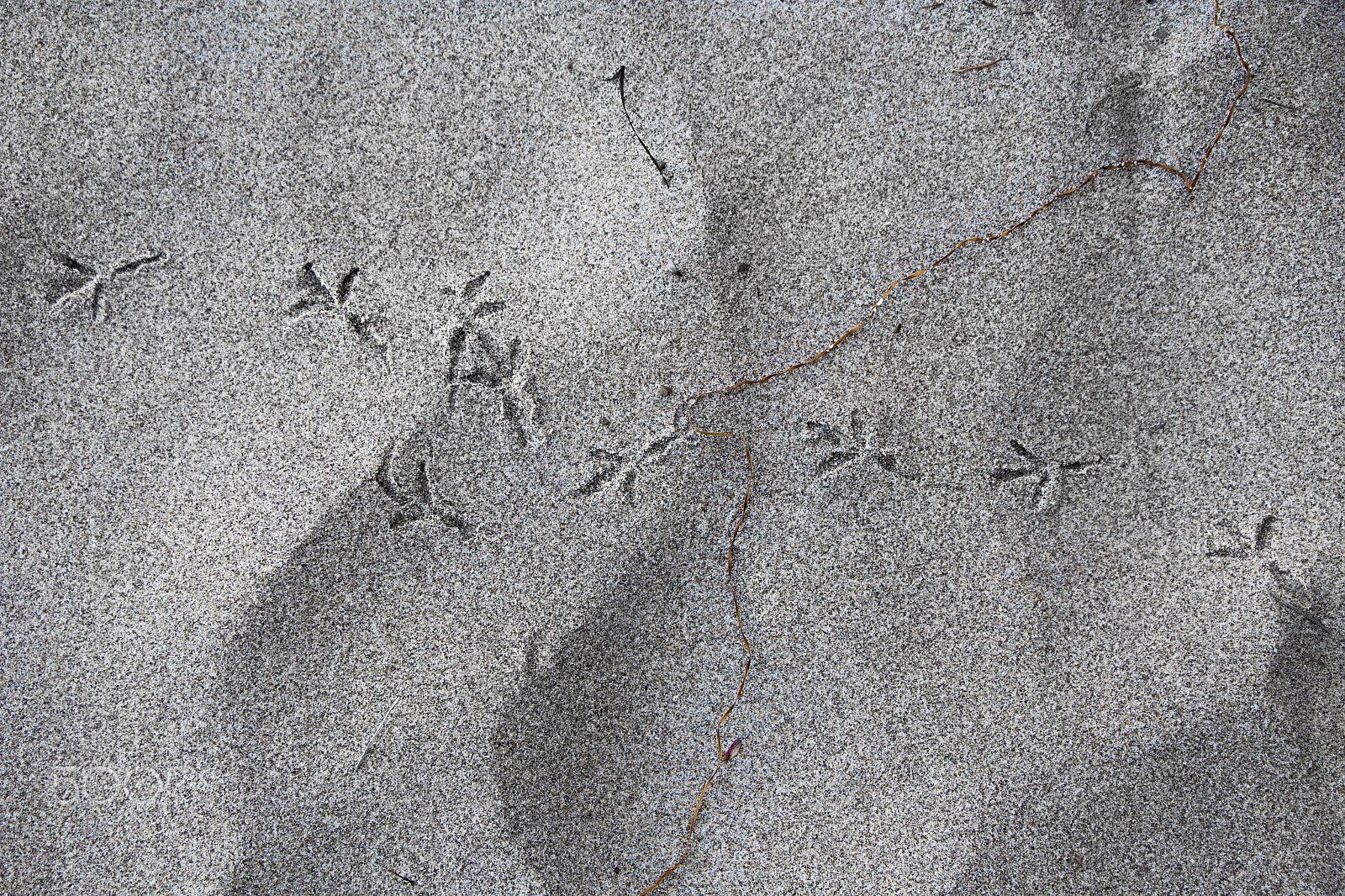 Canon EOS 100D (EOS Rebel SL1 / EOS Kiss X7) sample photo. Bird footprints oregon coast photography