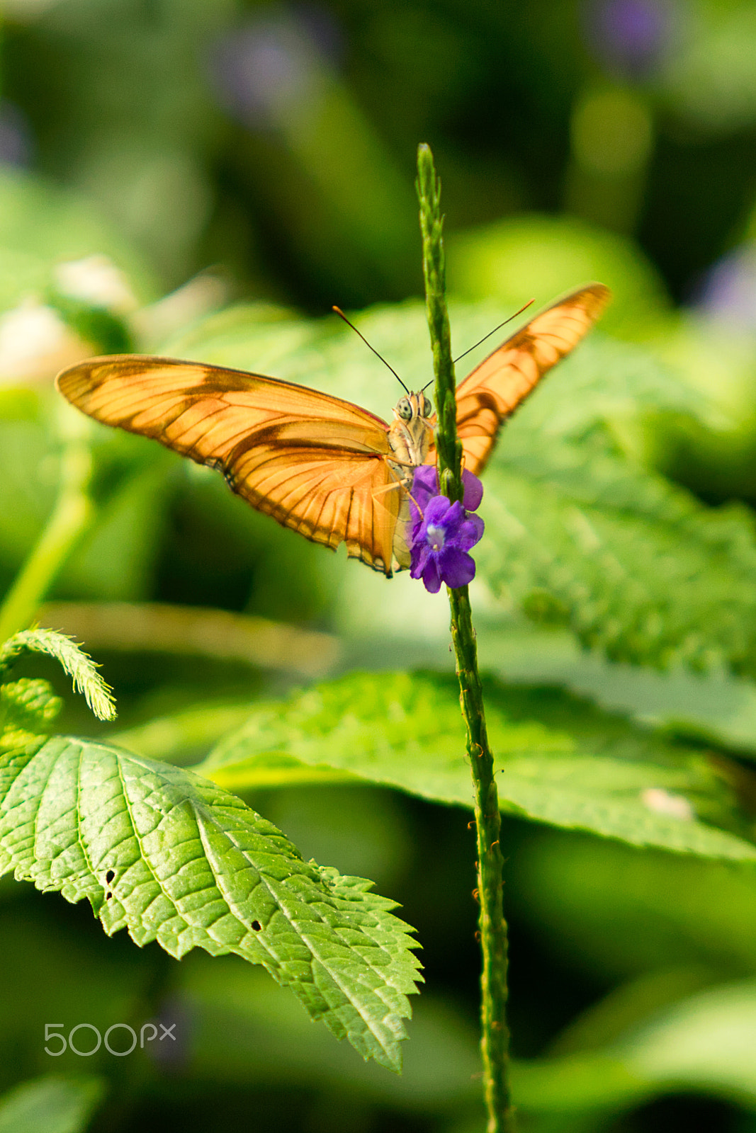 Canon EOS 5DS sample photo. Julia heliconian photography