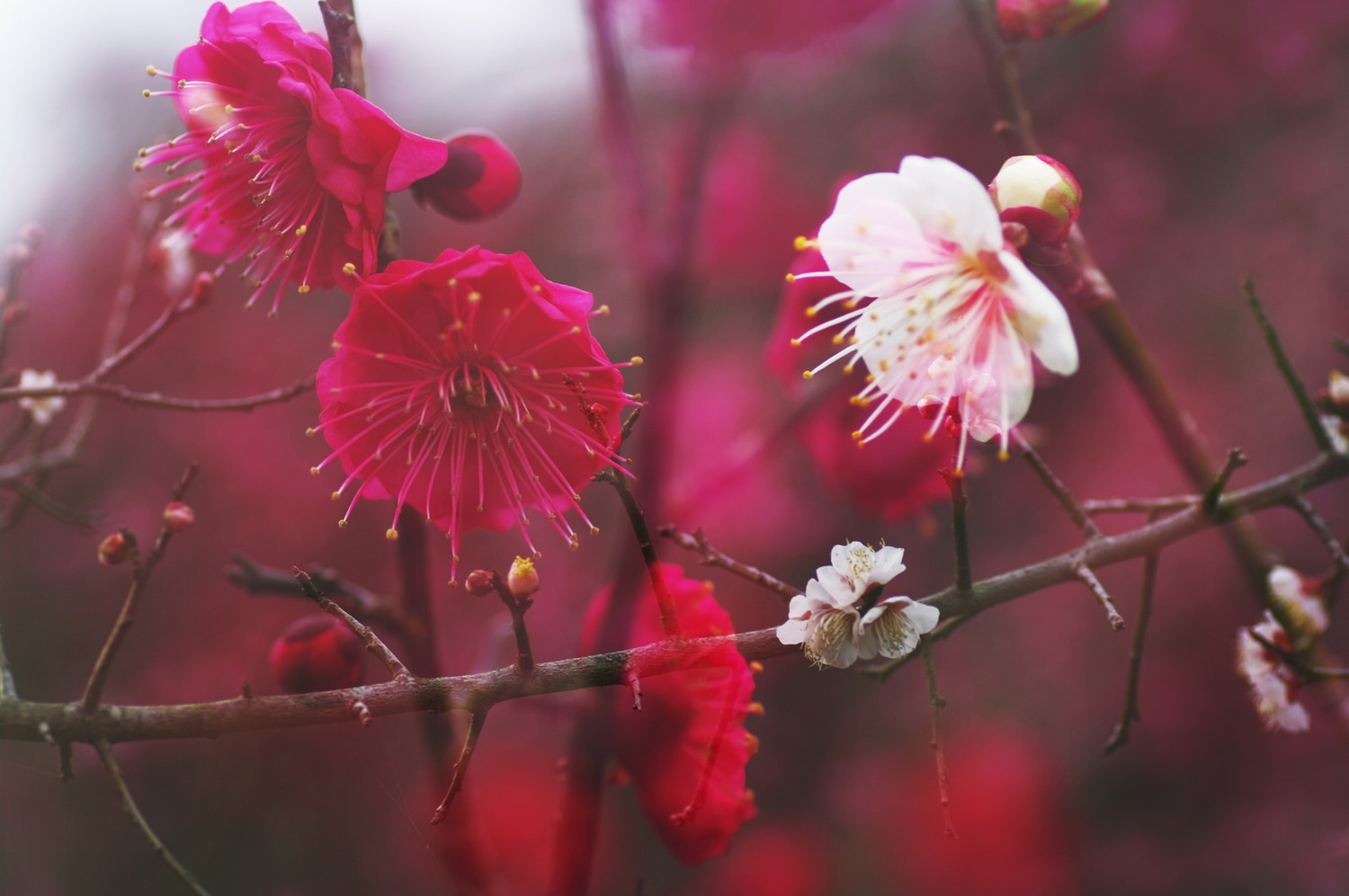 Pentax K20D + Tamron SP AF 90mm F2.8 Di Macro sample photo. White and red plum blossom photography