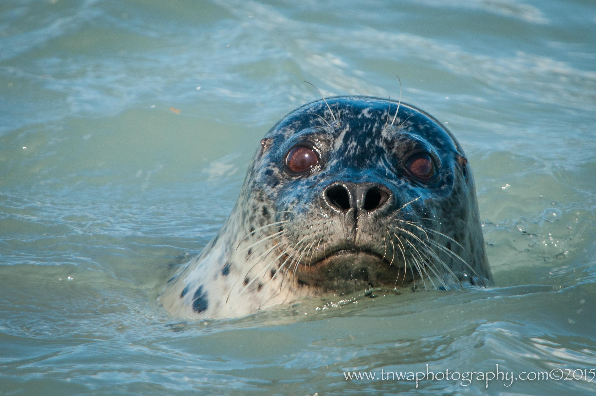 Nikon D300 + Nikon AF-S Nikkor 500mm F4G ED VR sample photo. Eyes tell the story photography