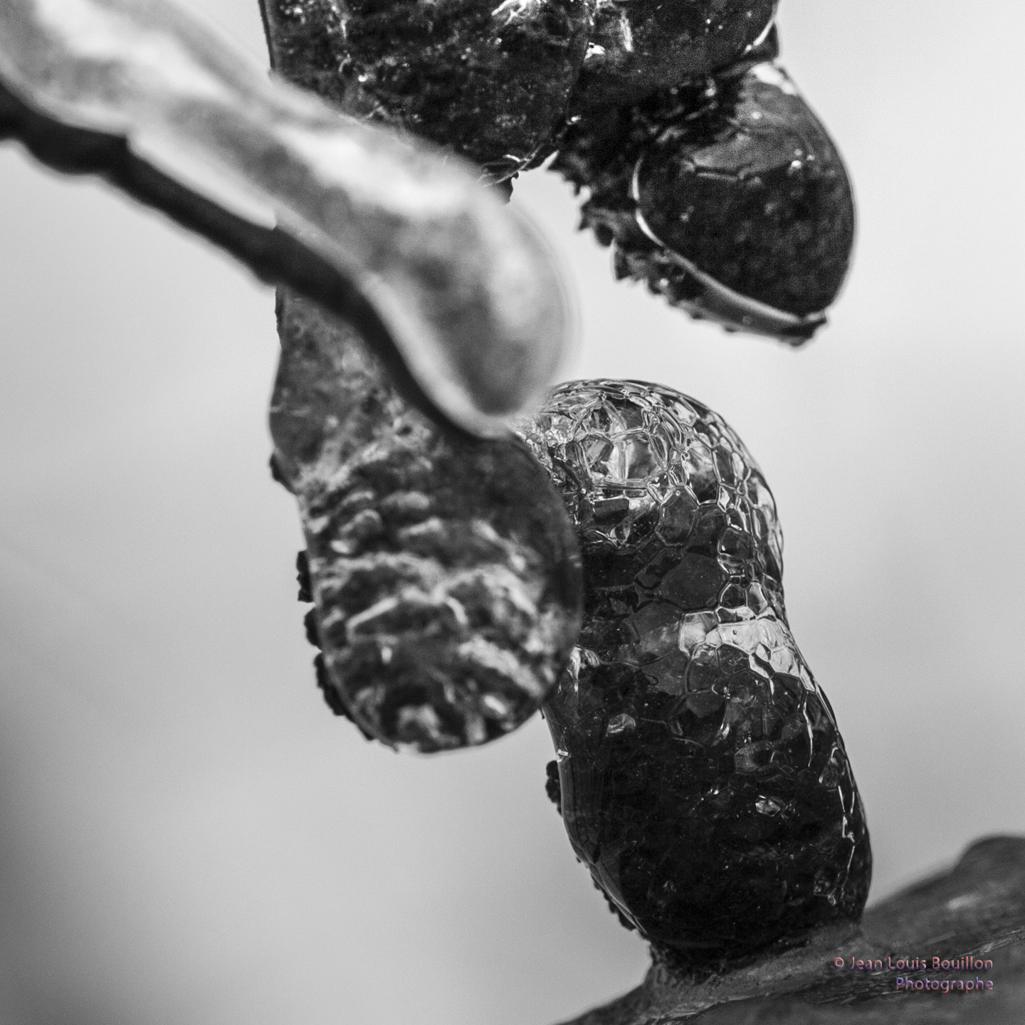 Canon EOS 50D + Canon EF 100mm F2.8 Macro USM sample photo. Buds and ice photography