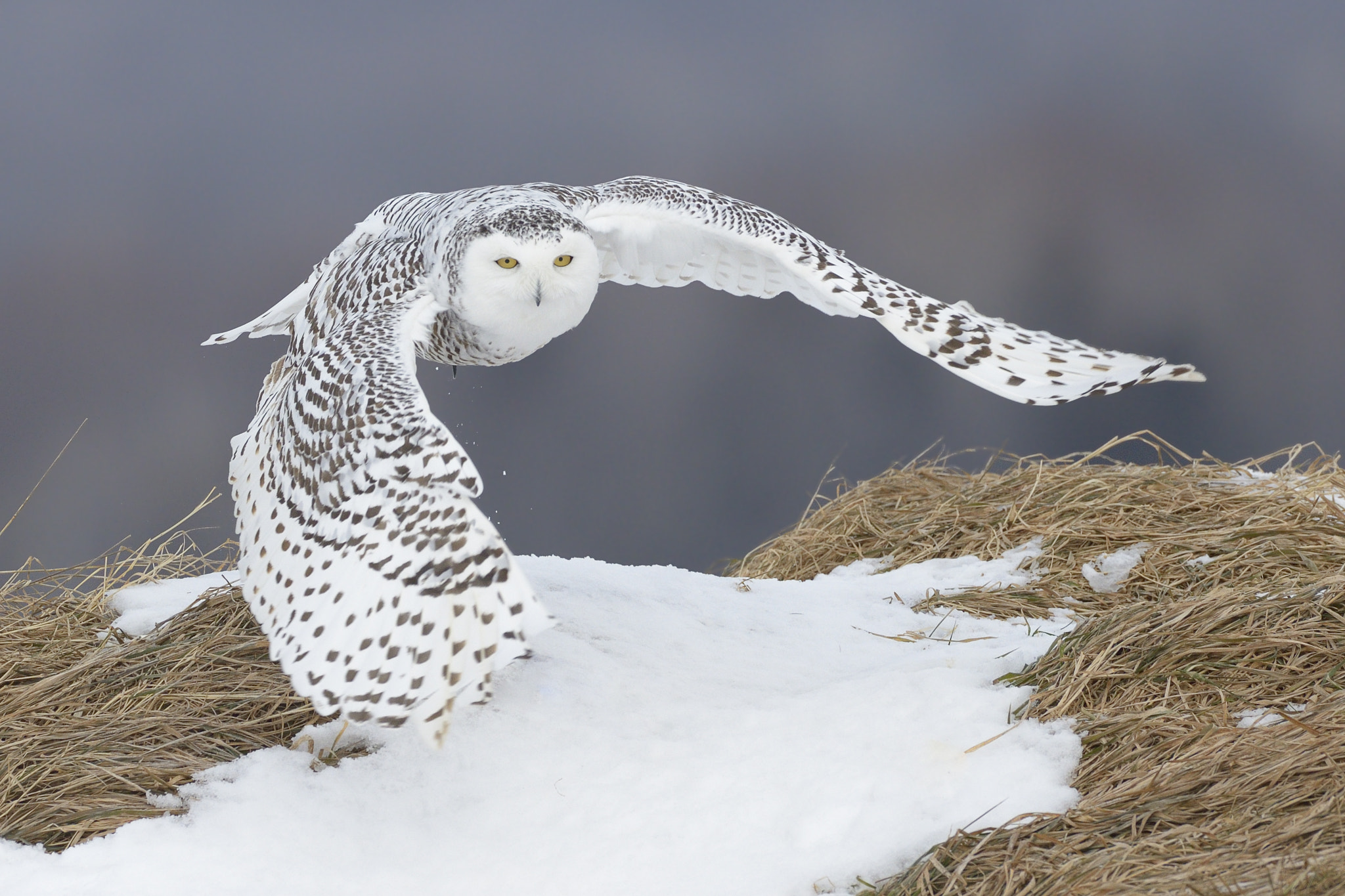 Nikon AF-S Nikkor 500mm F4D ED-IF II sample photo. Snowy owl photography