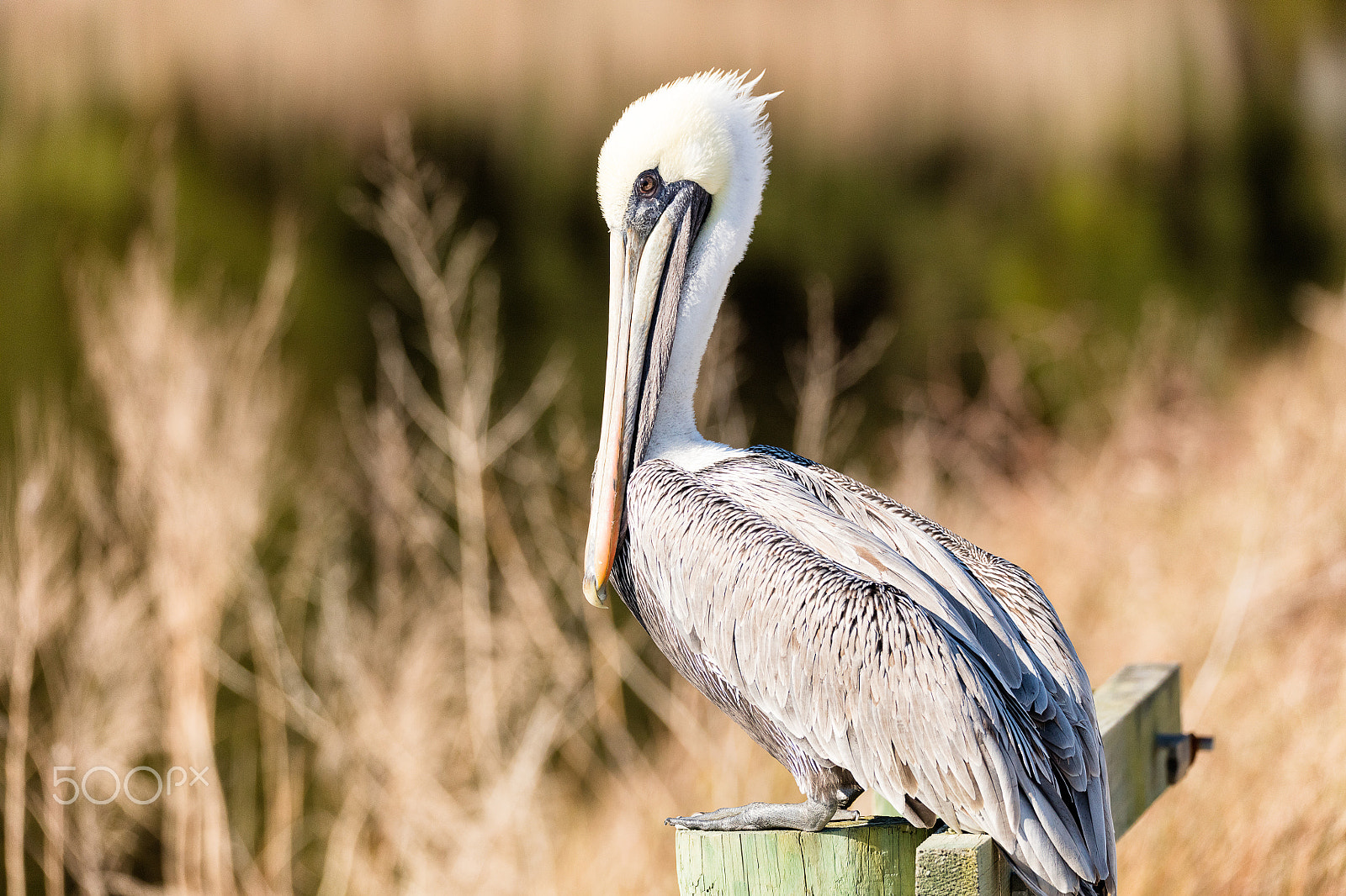 Sigma 150-600mm F5-6.3 DG OS HSM | C sample photo. Brown pelican photography