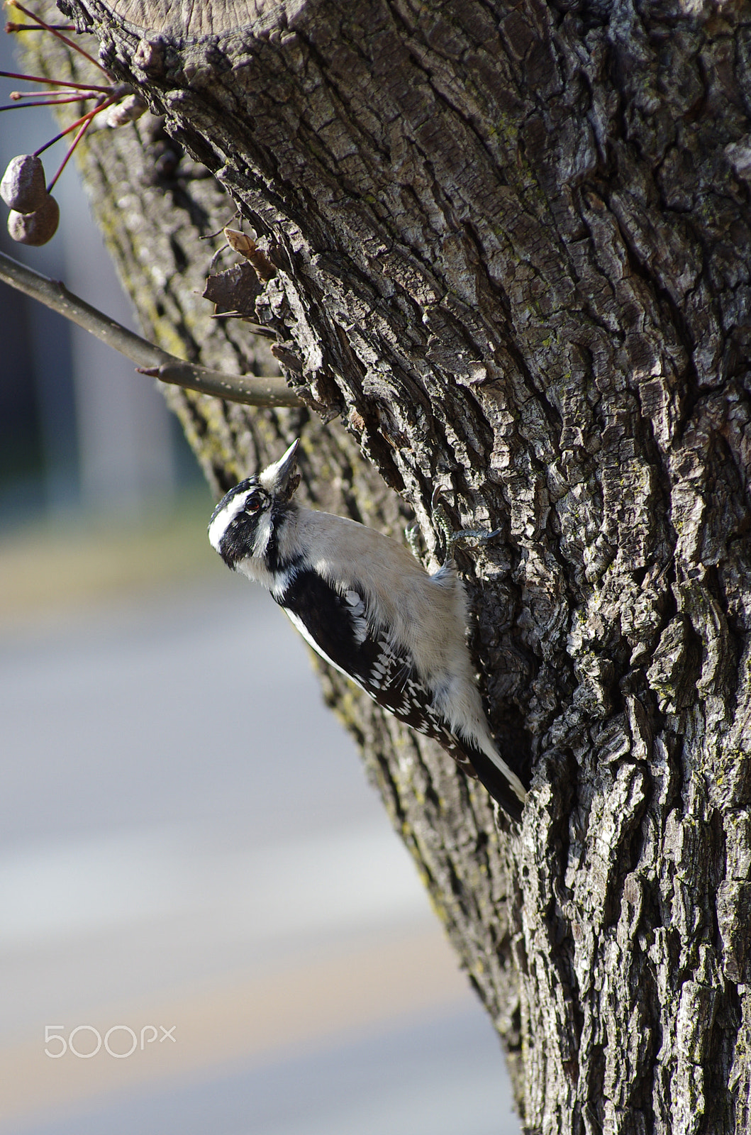 Pentax K-5 sample photo. K5im3162_2.jpg photography
