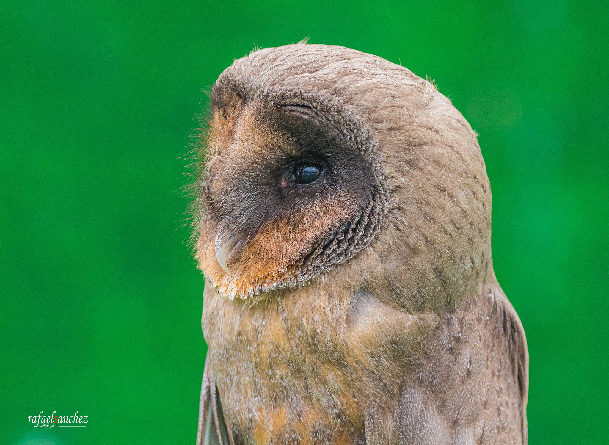 Canon EOS M sample photo. Lechuza americana - american owl photography