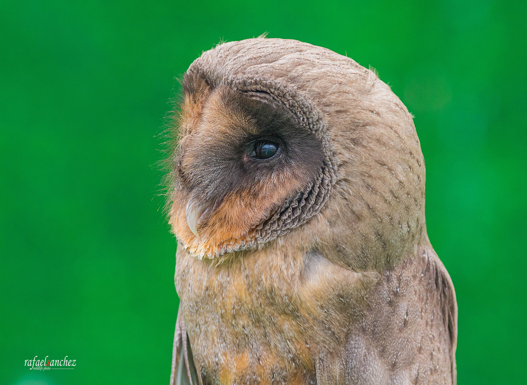 Canon EOS M + Canon EF 400mm F5.6L USM sample photo. Lechuza americana - american owl photography