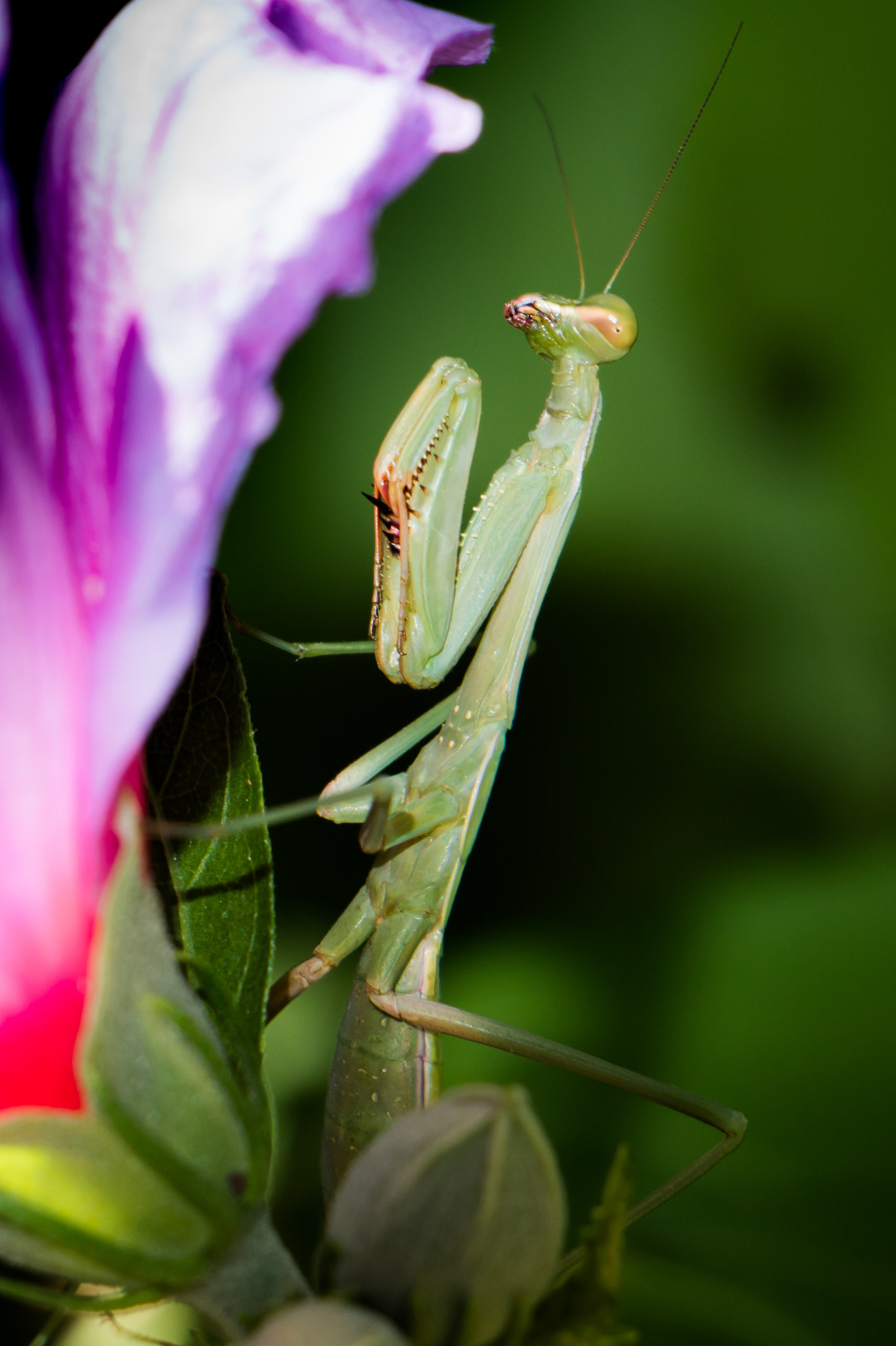 Canon EOS M3 sample photo. Praying for louise photography