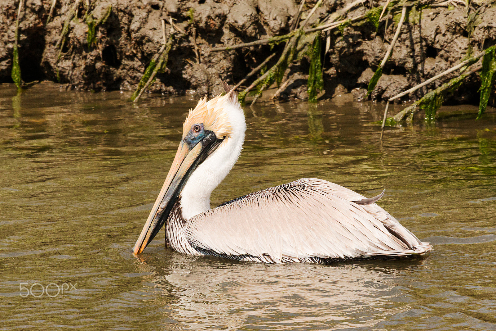 Sigma 50-500mm f/4-6.3 APO HSM EX sample photo. Brown pelican photography